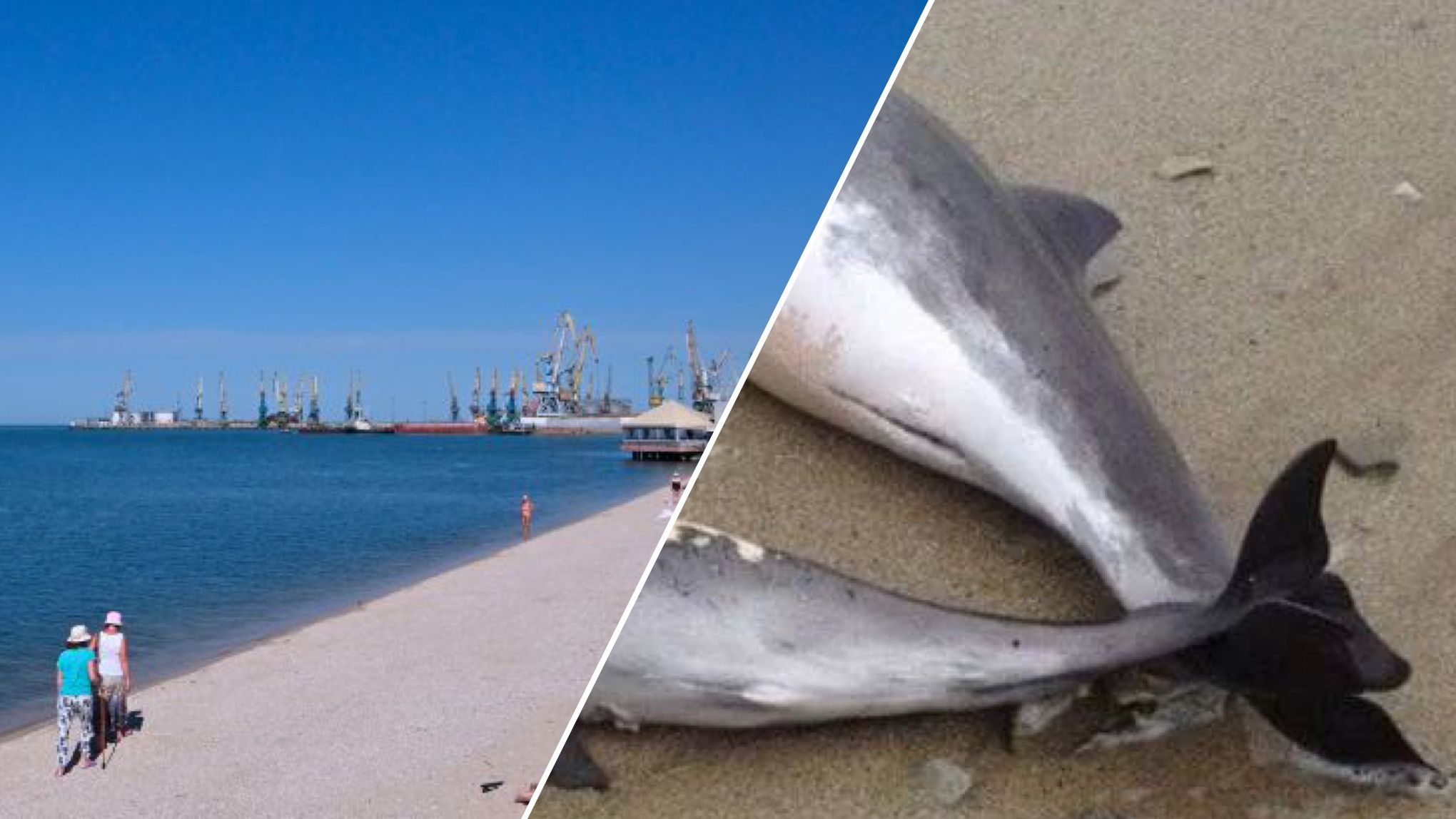 На берег Кирилівки викидає дедалі більше тіл загиблих дельфінів