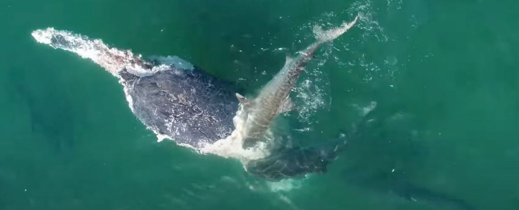 Вчені показали рідкісні кадри, як пів сотні акул накинулися на кита