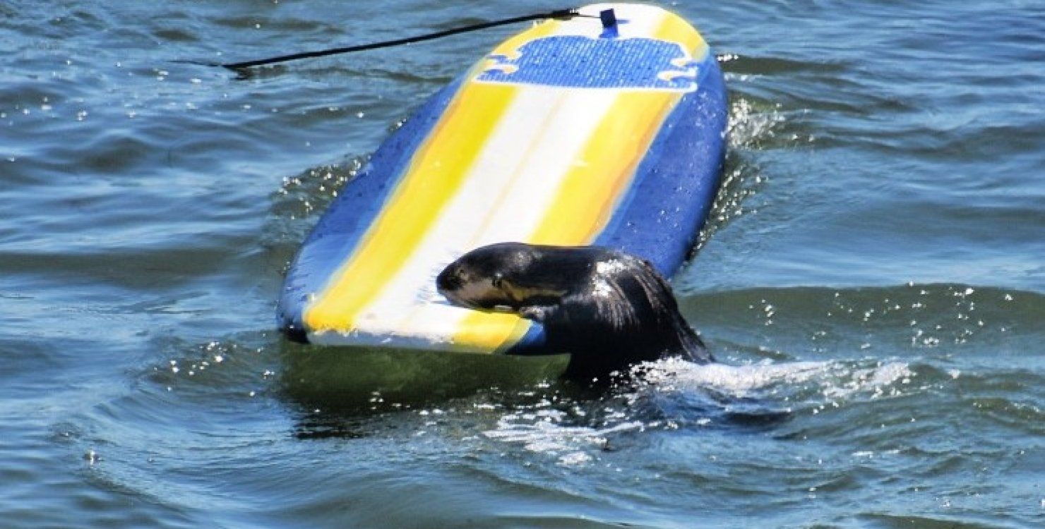 В Калифорнии выдра, похищающая доски у серферов, эффектно избежала поимка В Калифорнии выдра, похищающая доски у серферов, эффектно избежала поимка