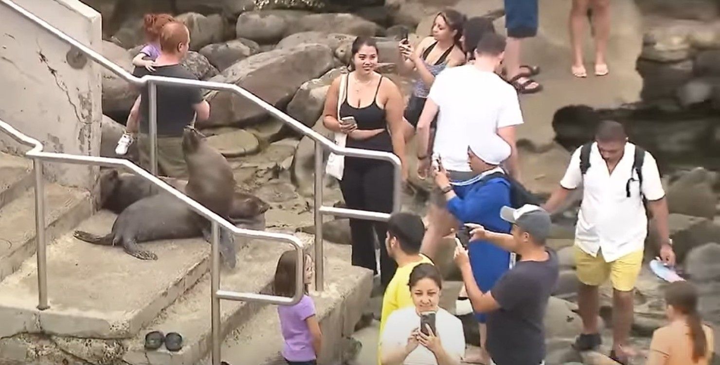 В США морские львы атаковали "наглых" туристов В США морские львы атаковали "наглых" туристов