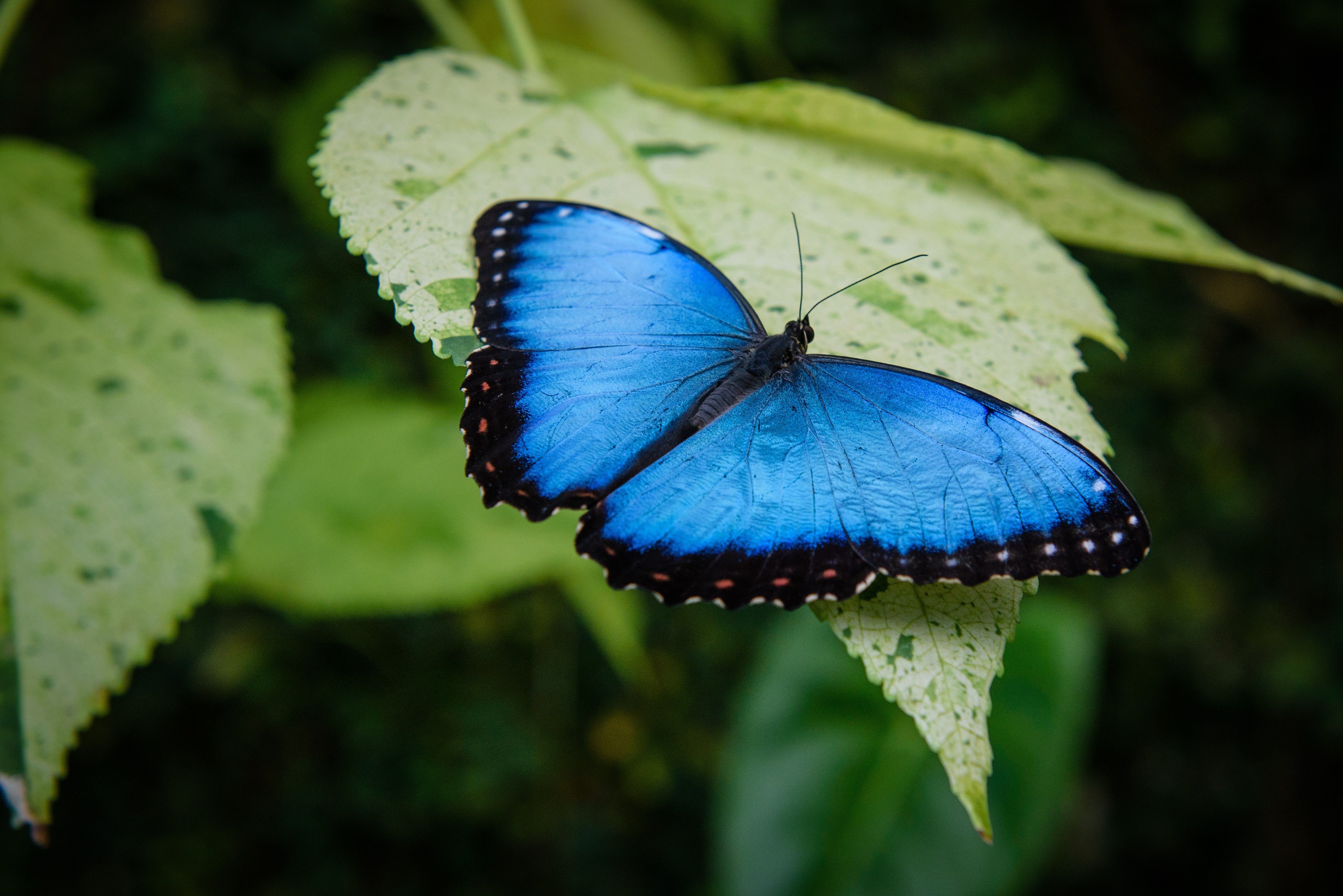 У парку "Тузлівські лимани" показали величезних метеликів