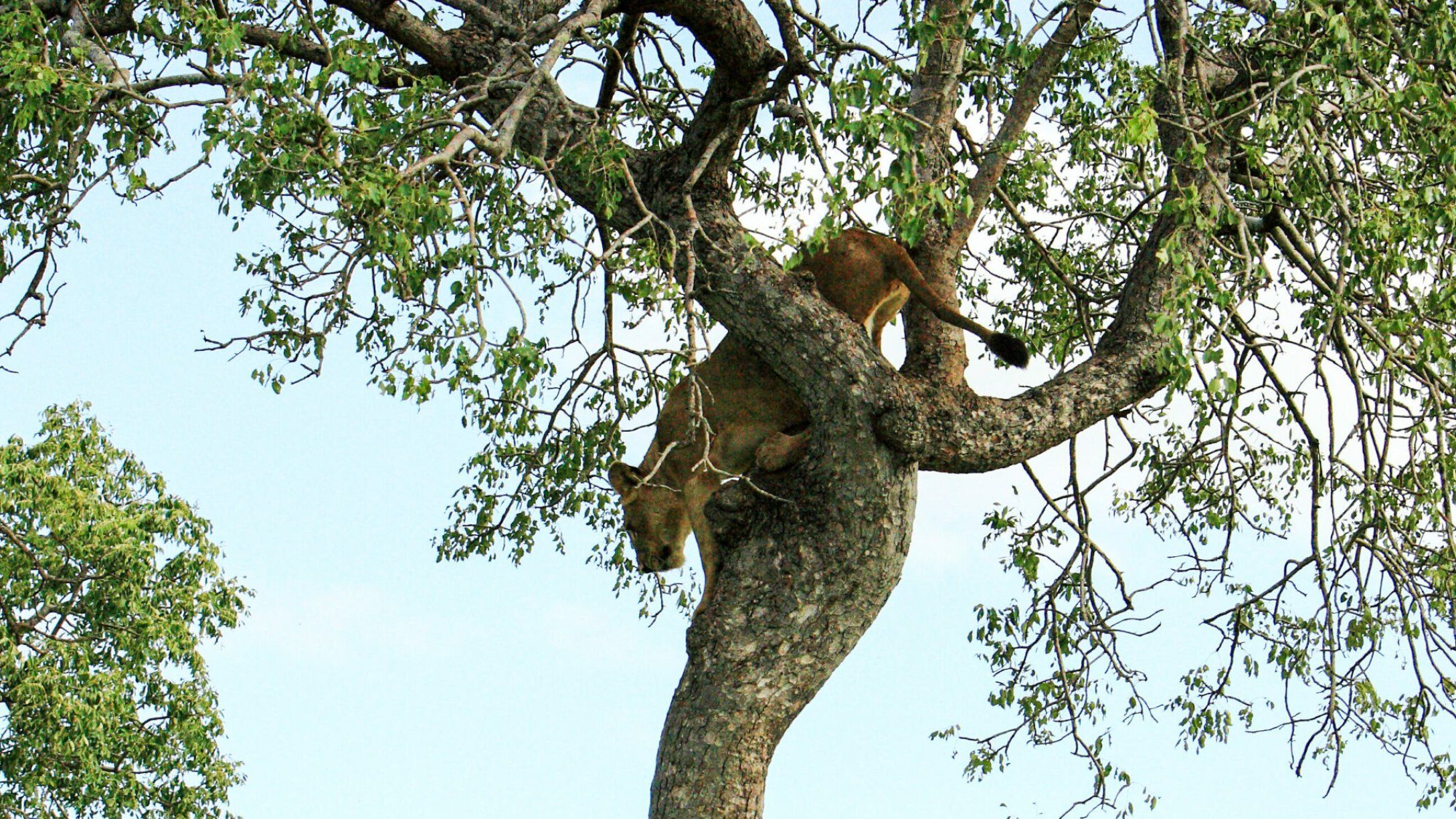 Левиця вертикально "застигла" на дереві, рятуючись від 7 левів-самців