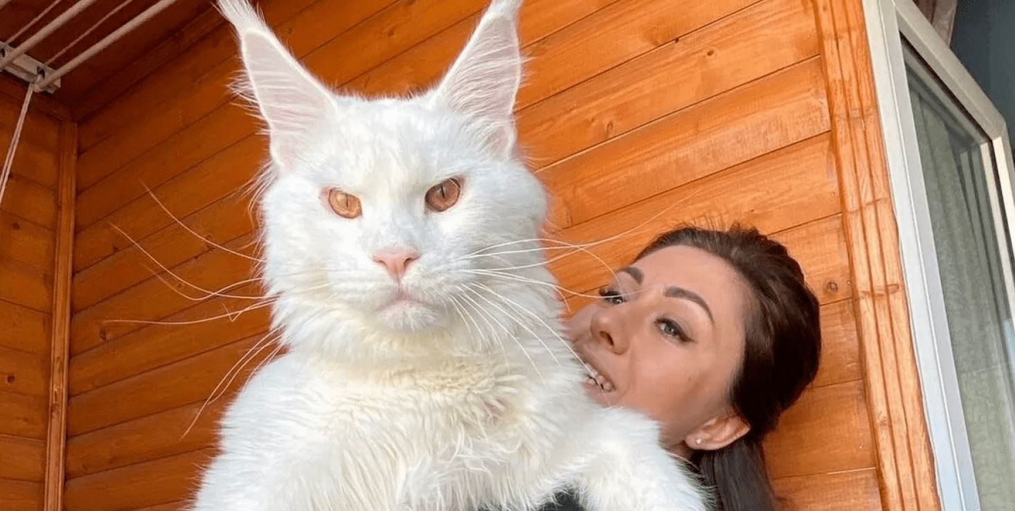 Який вигляд має "найбільший кіт" у світі Який вигляд має "найбільший кіт" у світі