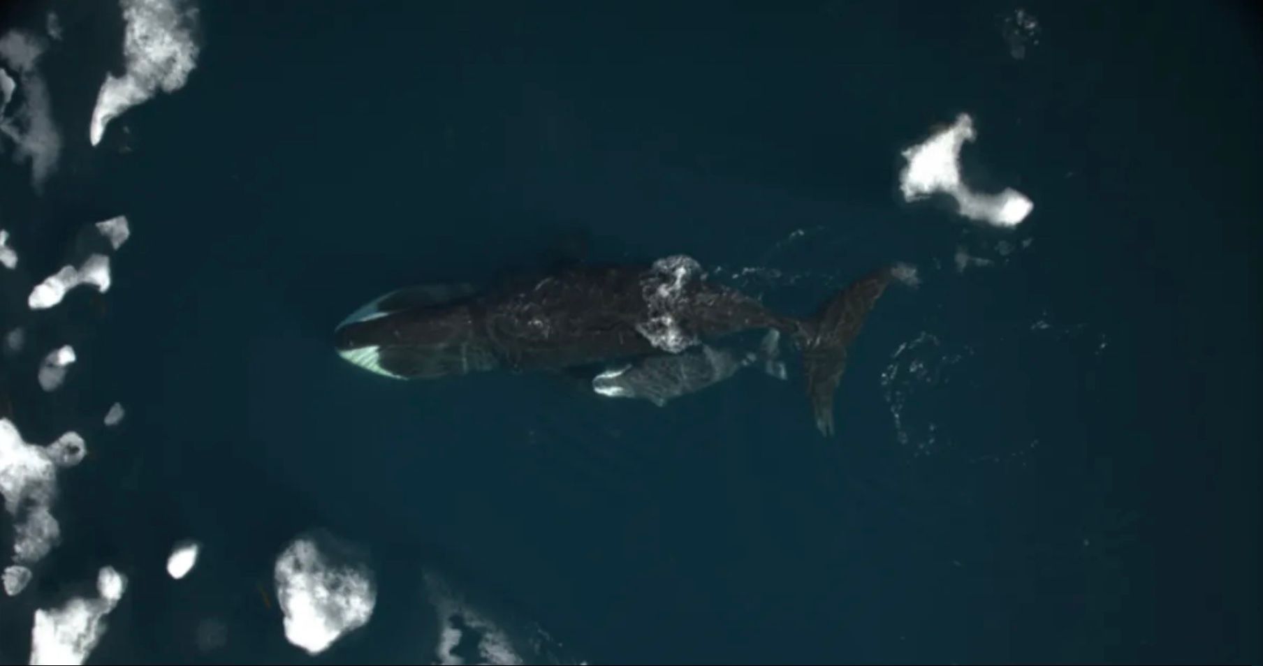 Самка гренландського кита й дитинча в канадській Арктиці