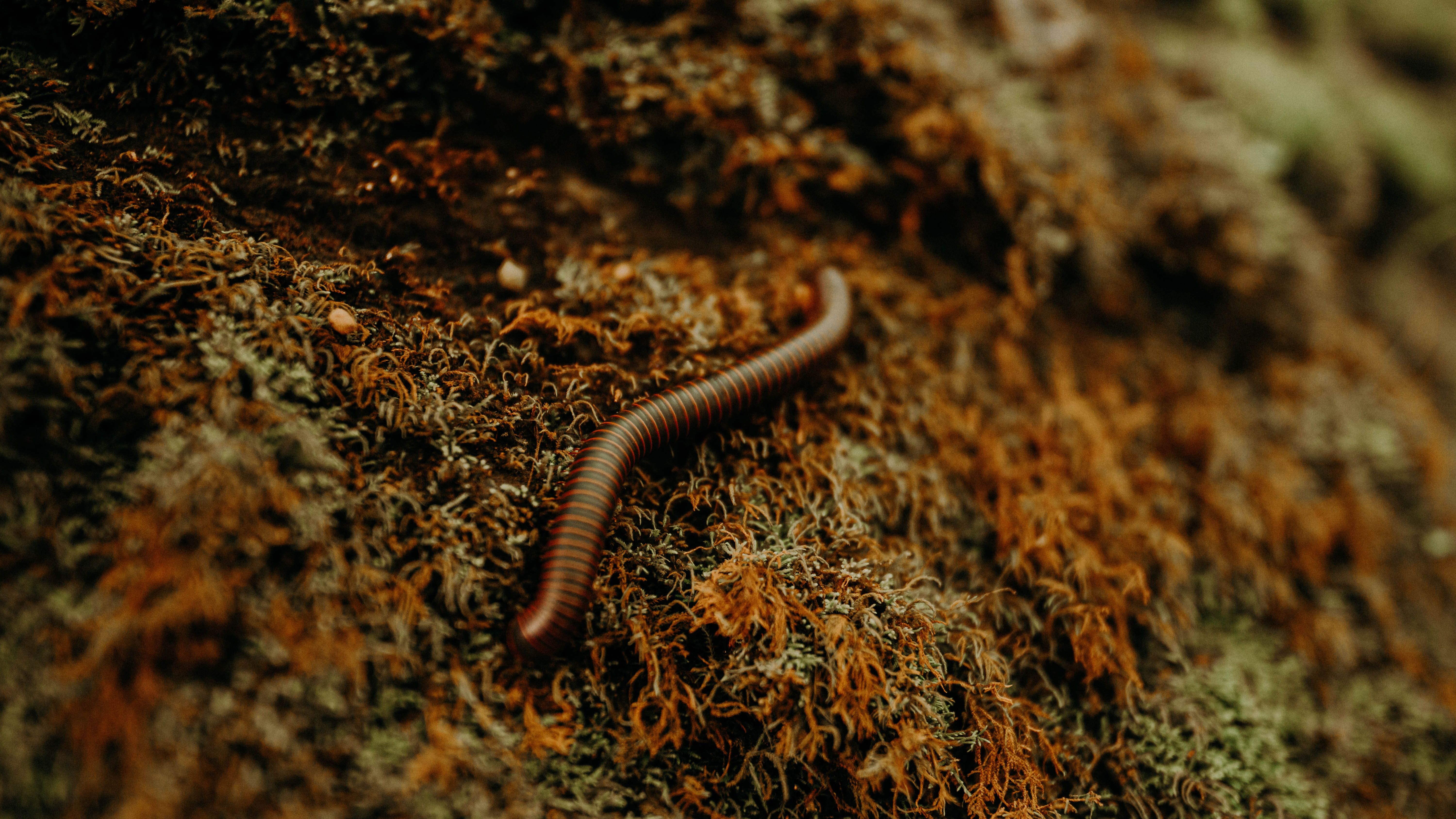 Науковці оживили черв'яків, які пробули у вічній мерзлоті 46 тисяч років