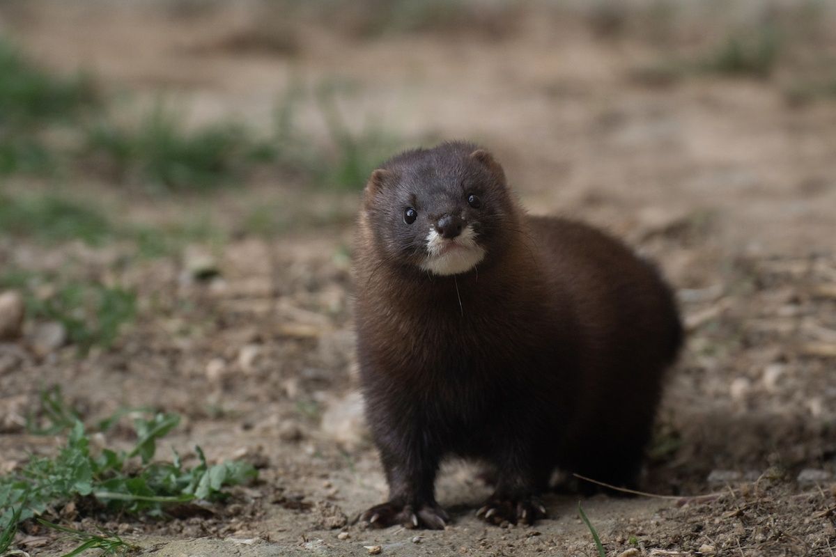 В Финляндии усыпят около 50 000 животных В Финляндии усыпят около 50 000 животных