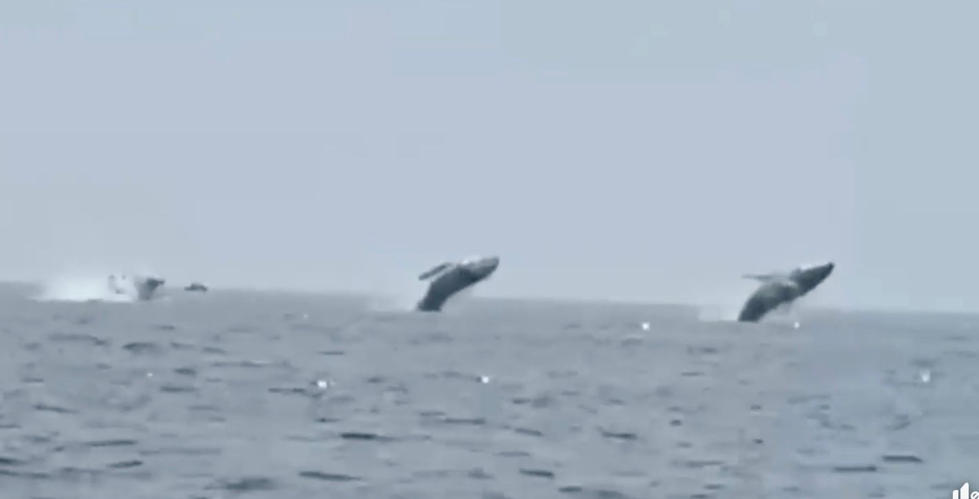 Три горбаті кити стрибають в унісон
