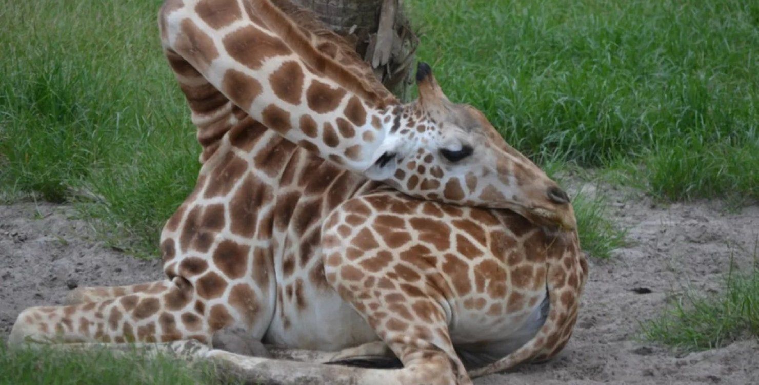 Жирафы спят в самых причудливых позах