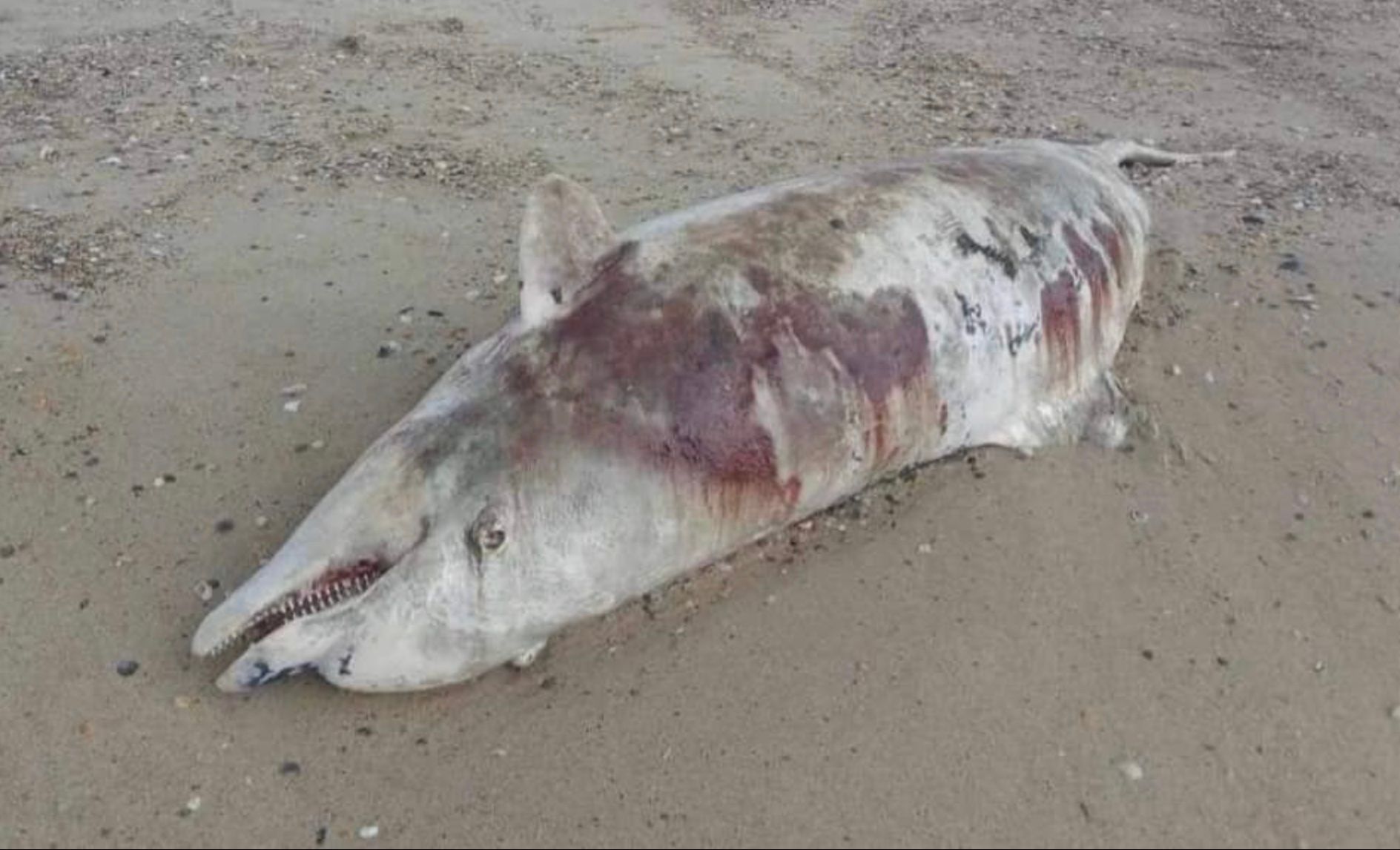 Мертвых дельфинов выбрасывает на берега Черного и Азовского морей