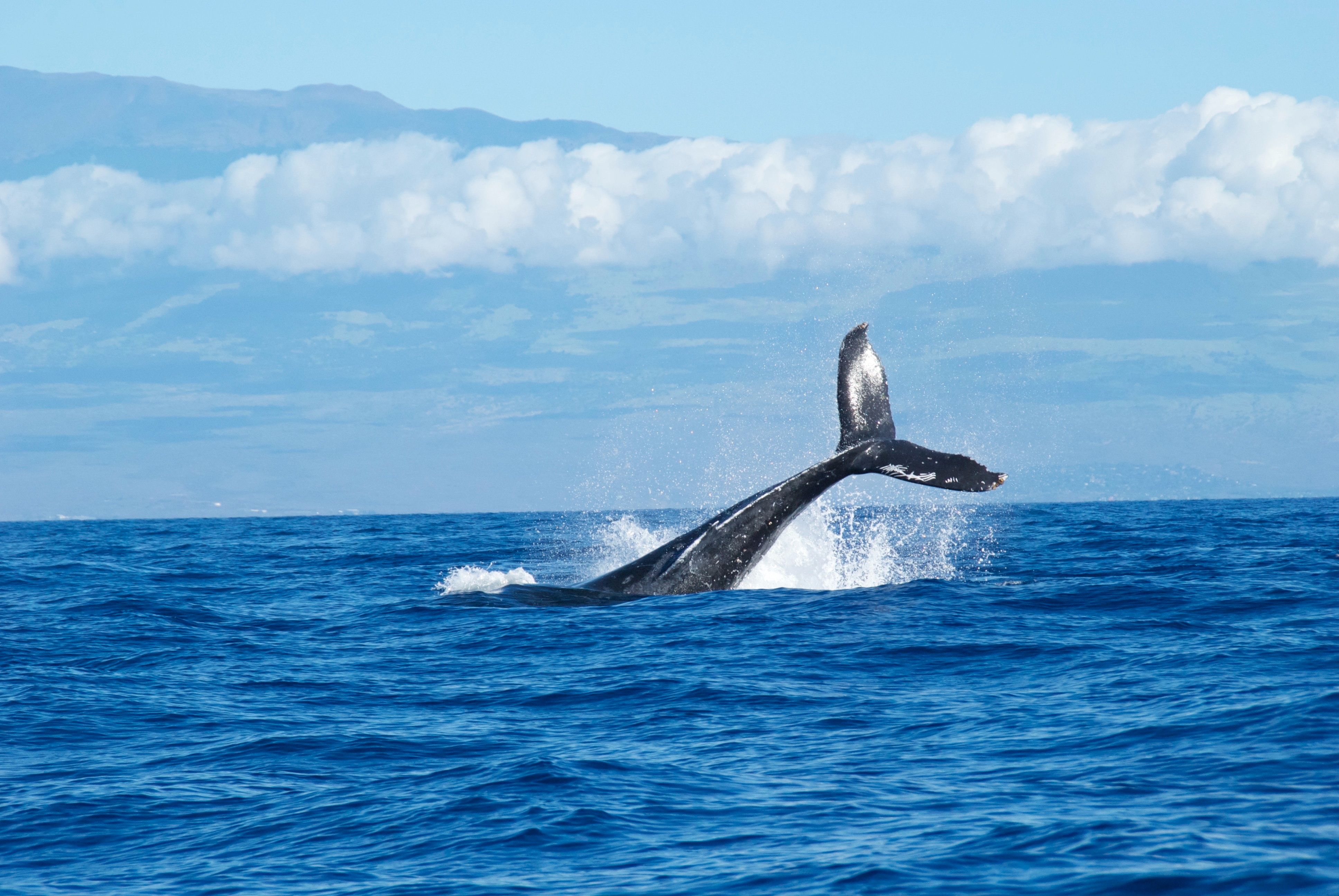 В Перу нашли окаменевшие останки кита