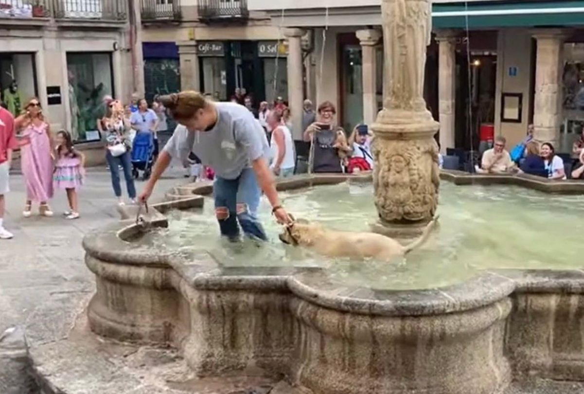 Собака вирішив, що йому занадто жарко, та скупався у фонтані