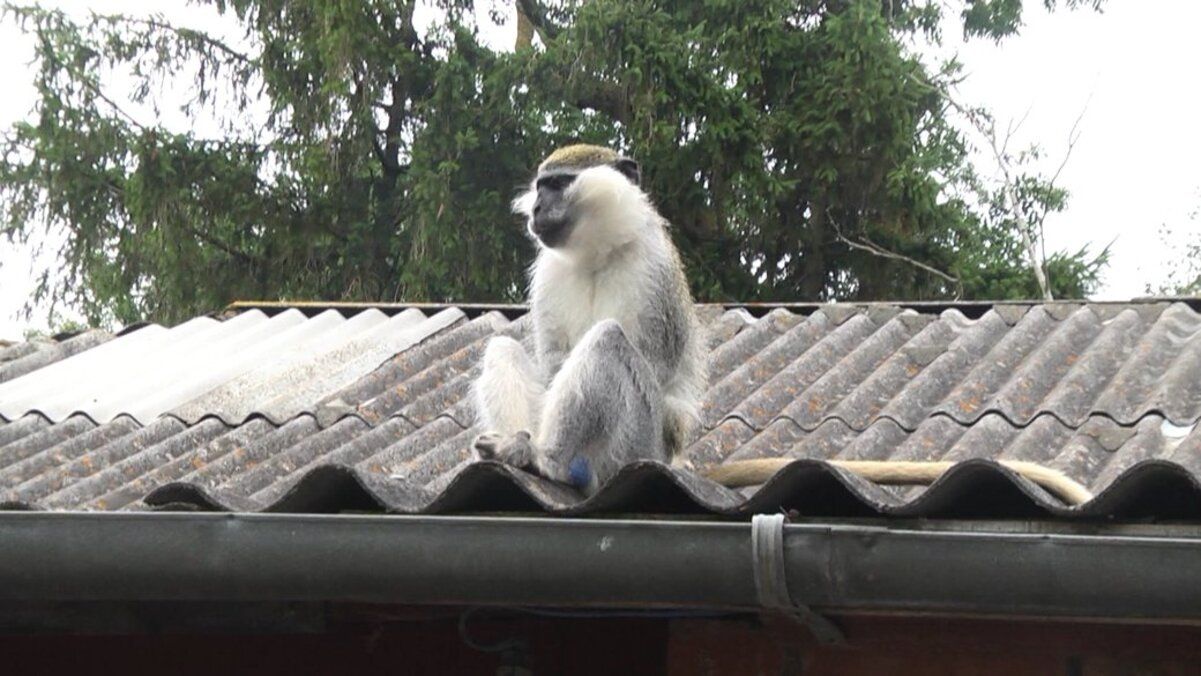 Мавпа влаштувала справжній переполох у селі на Хмельниччині