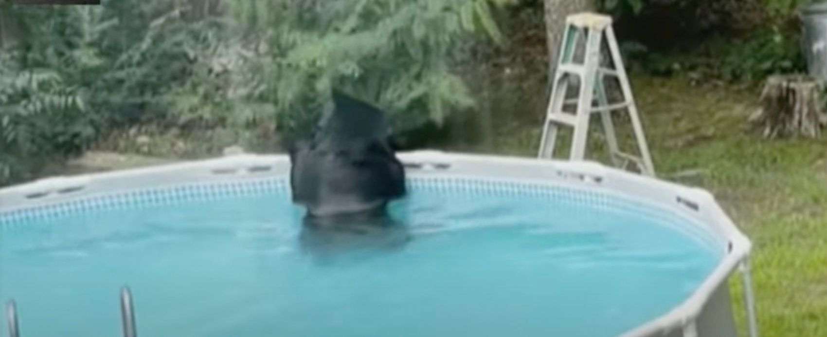 Медведь решил освежиться в чужом бассейне
