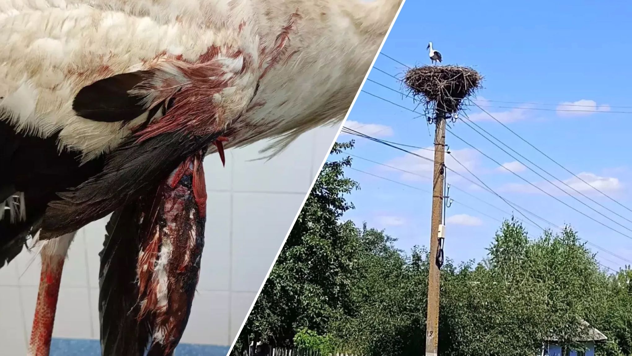 На Хмельниччині невідомі розстріляли гніздо лелек  що з птахами - Pets На Хмельниччині невідомі розстріляли гніздо лелек  що з птахами - Pets