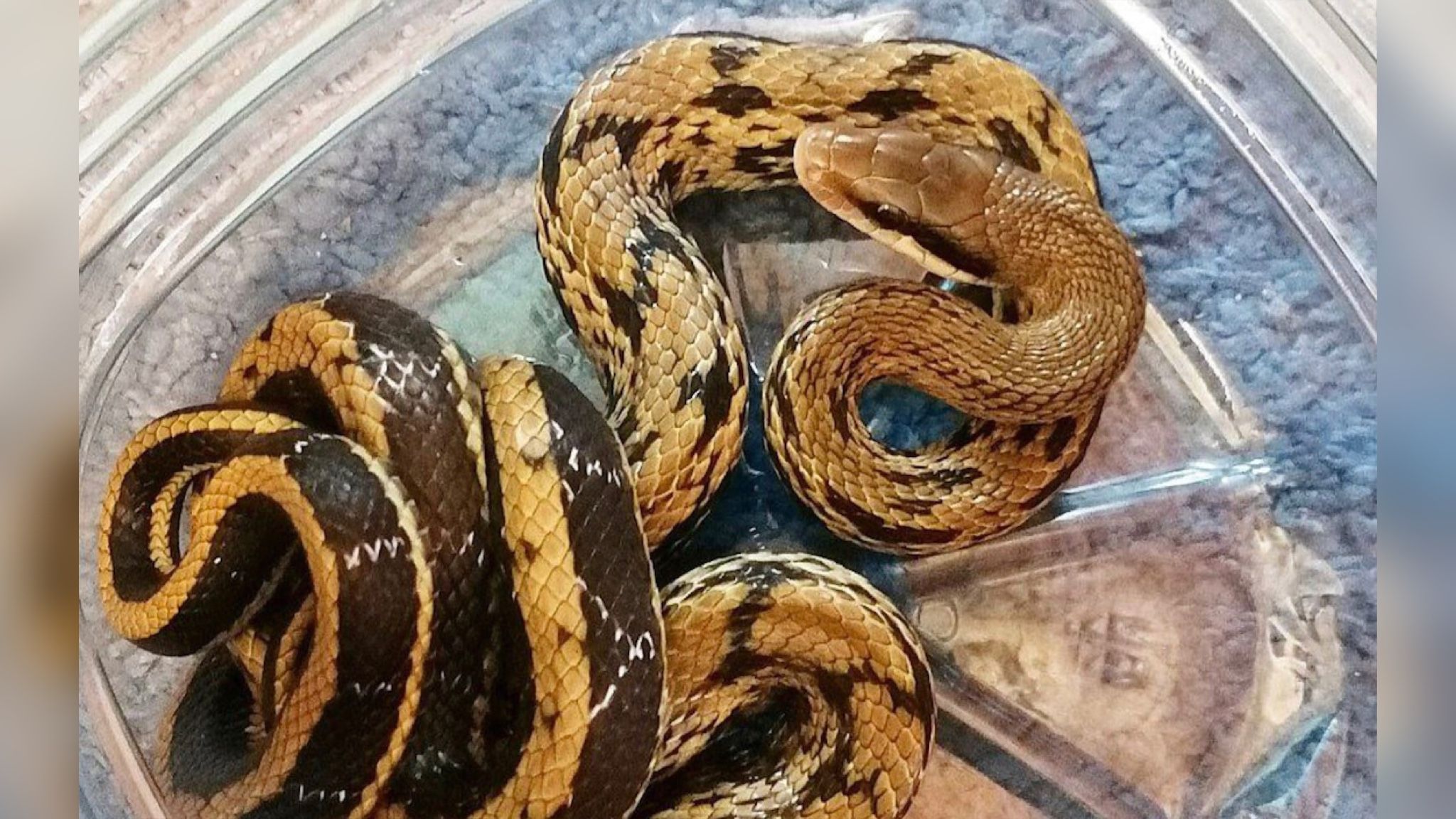 В Киеве в квартире нашли экзотическую змею, сбежавшую из дома 3 месяца назад