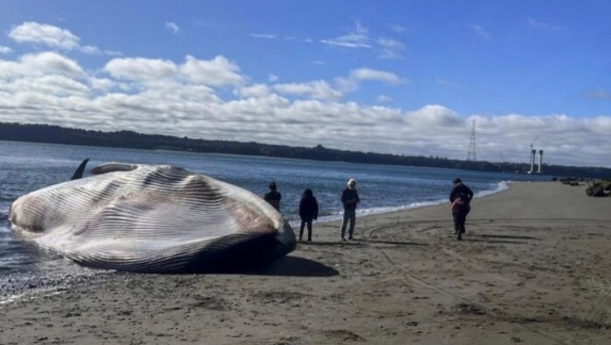 На узбережжя Чилі викинуло величезного синього к На узбережжя Чилі викинуло величезного синього к