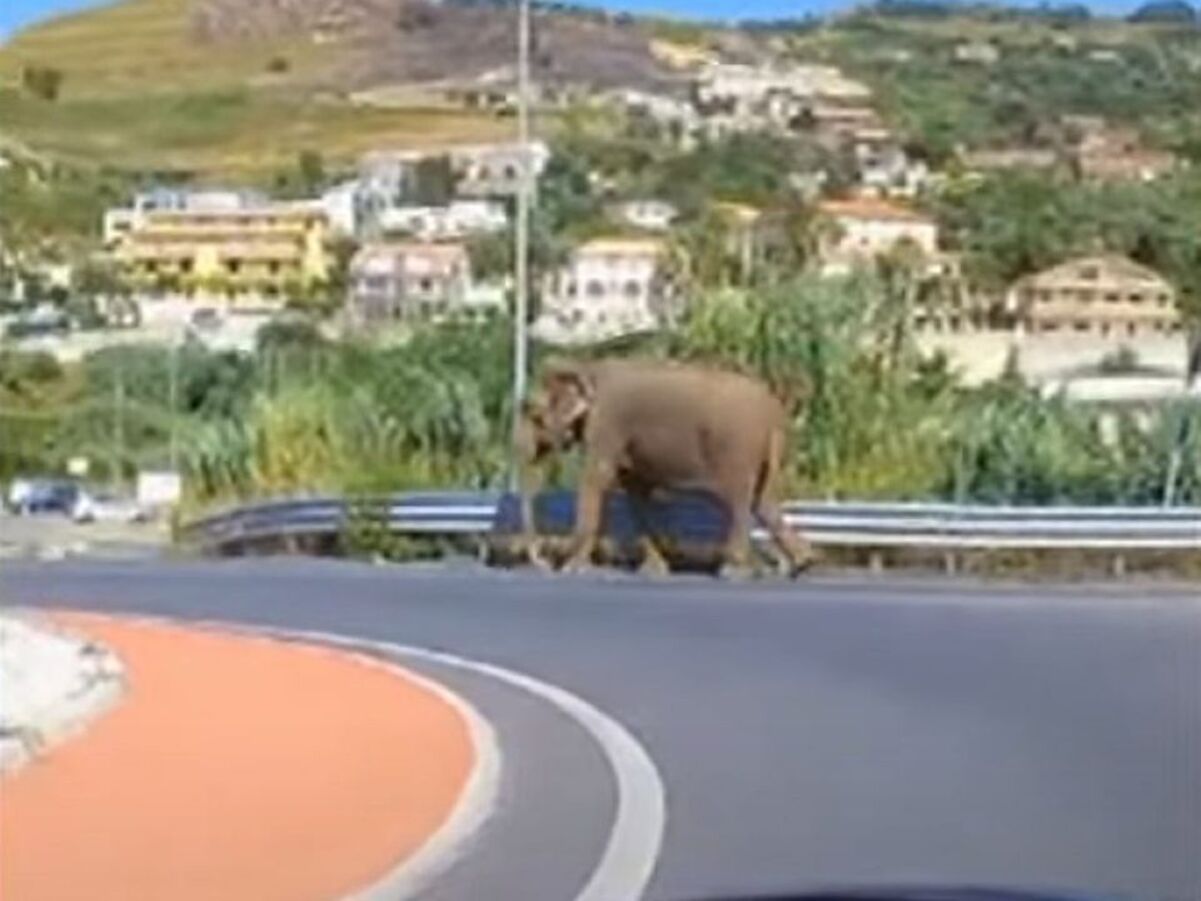 В Италии слон прогулялся по автостраде