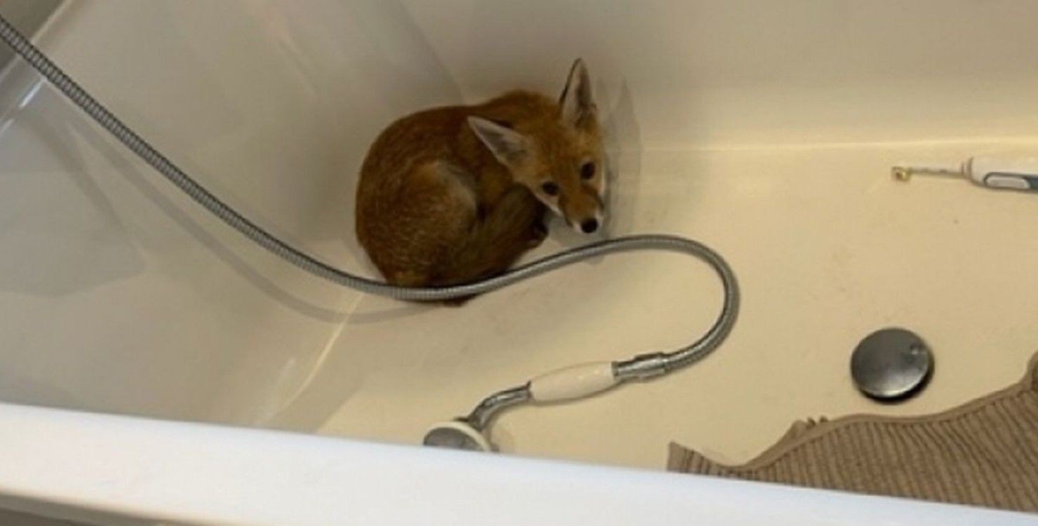 Британская семья нашла в своей ванной потерянный детеныш лисы