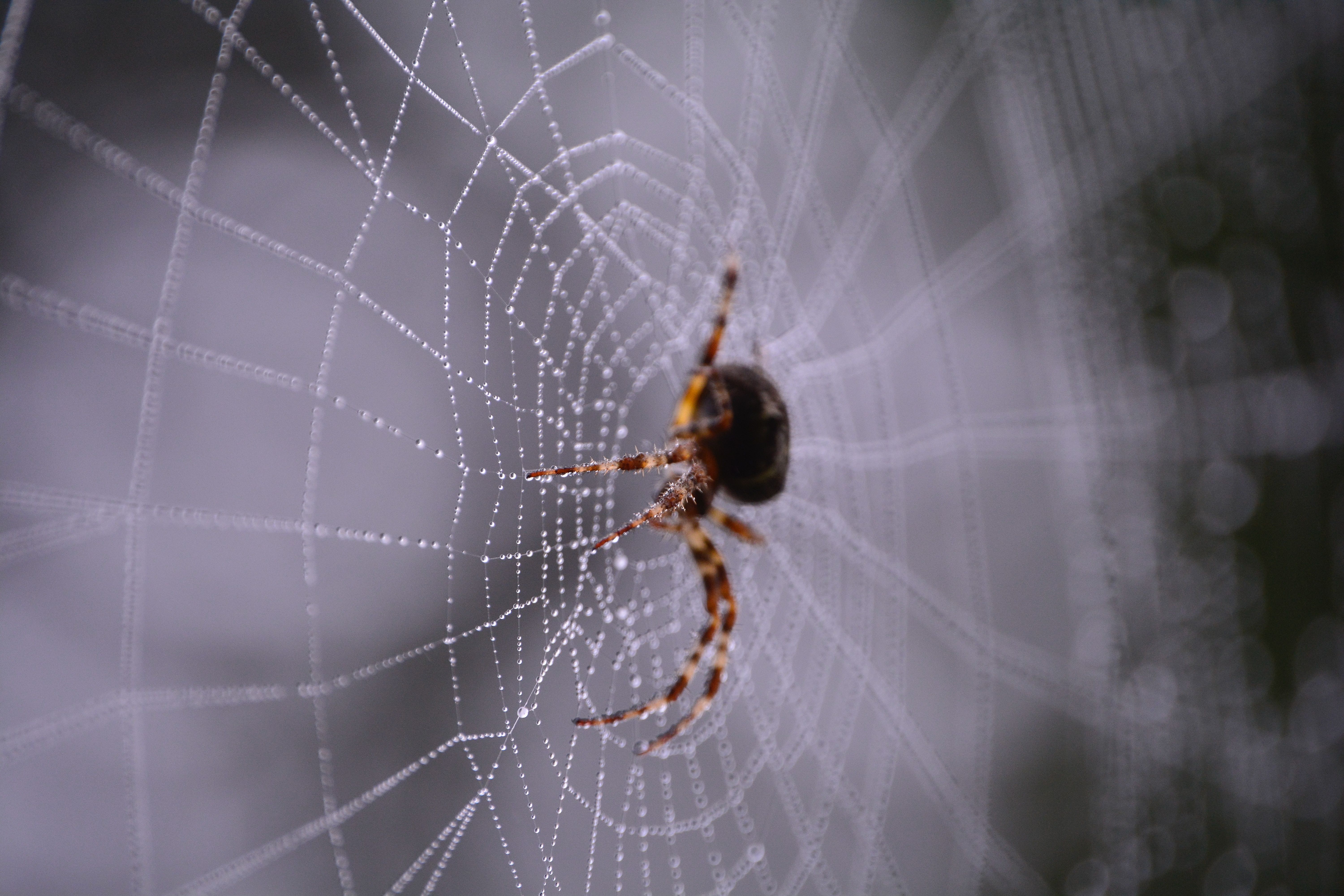 Названо павука розміром з обідню тарілку та іклами 2,5 сантиметра