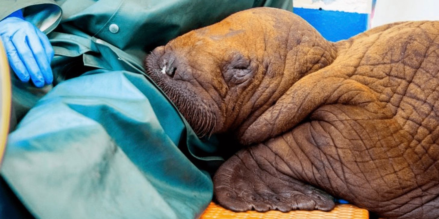 Осиротіле дитинча моржа потребує цілодобових обіймів, щоб вижити Осиротіле дитинча моржа потребує цілодобових обіймів, щоб вижити