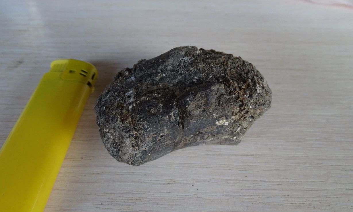 В Болгарії археологи знайшли рештки унікальних тварин В Болгарії археологи знайшли рештки унікальних тварин