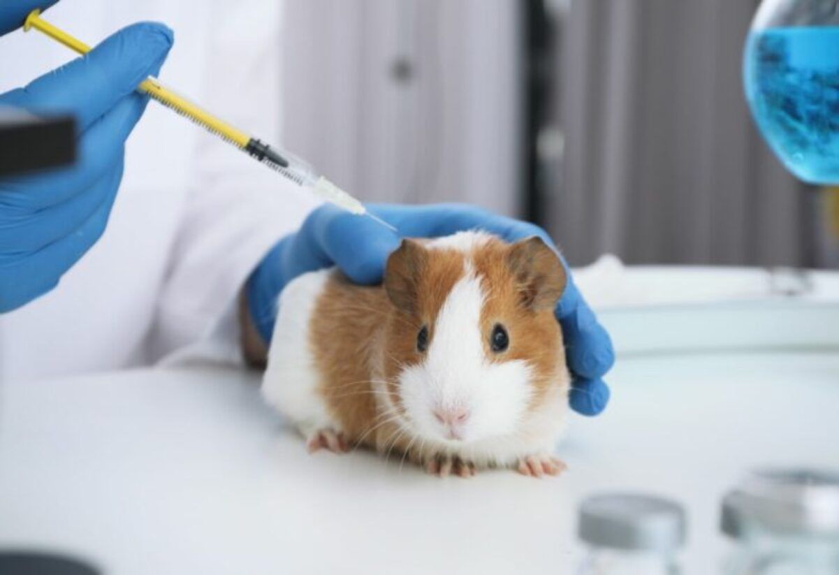 У ЄС продовжать тестувати на тваринах хімічні компоненти