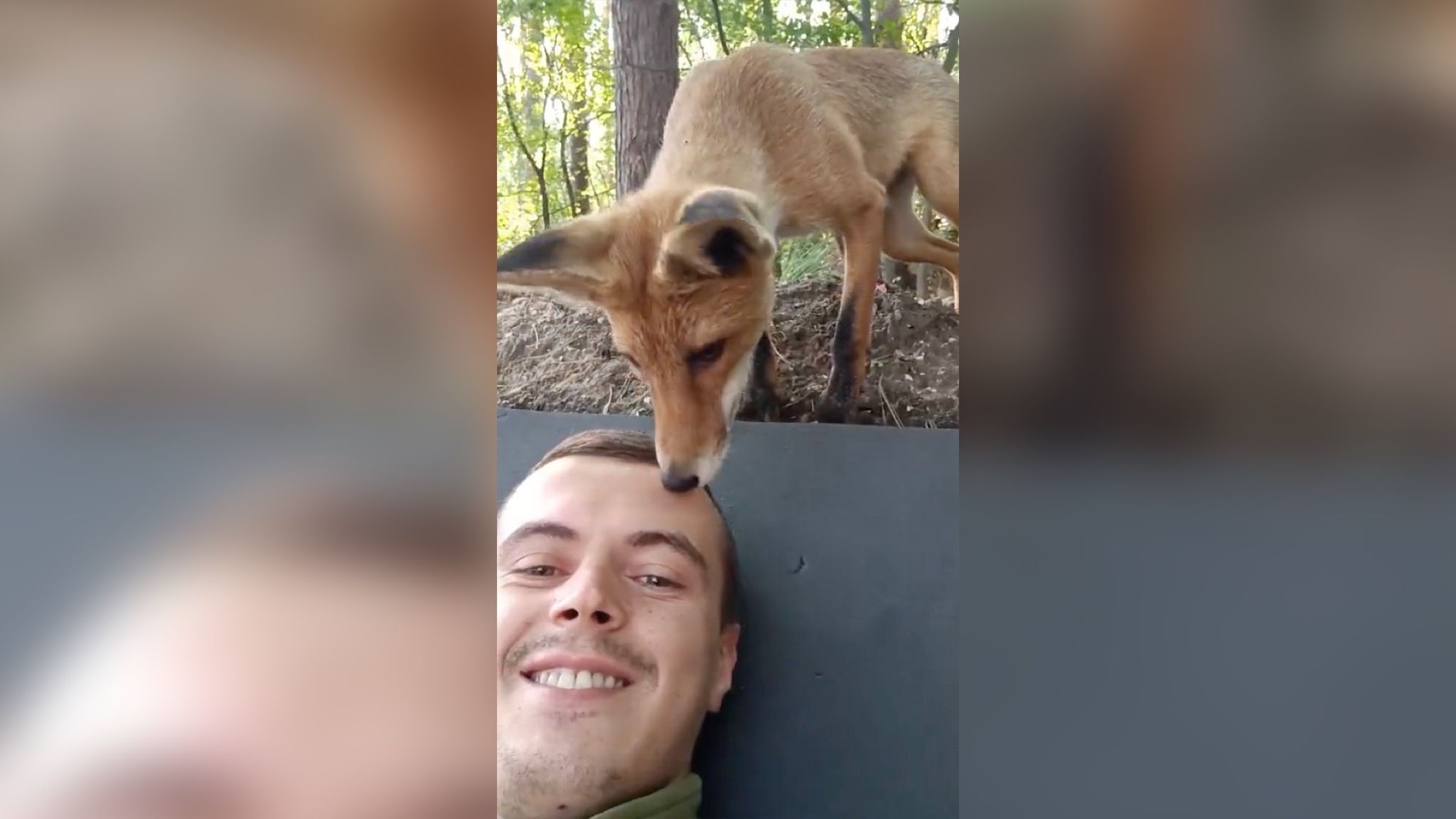 Украинский защитник подружился с любознательной лисицей