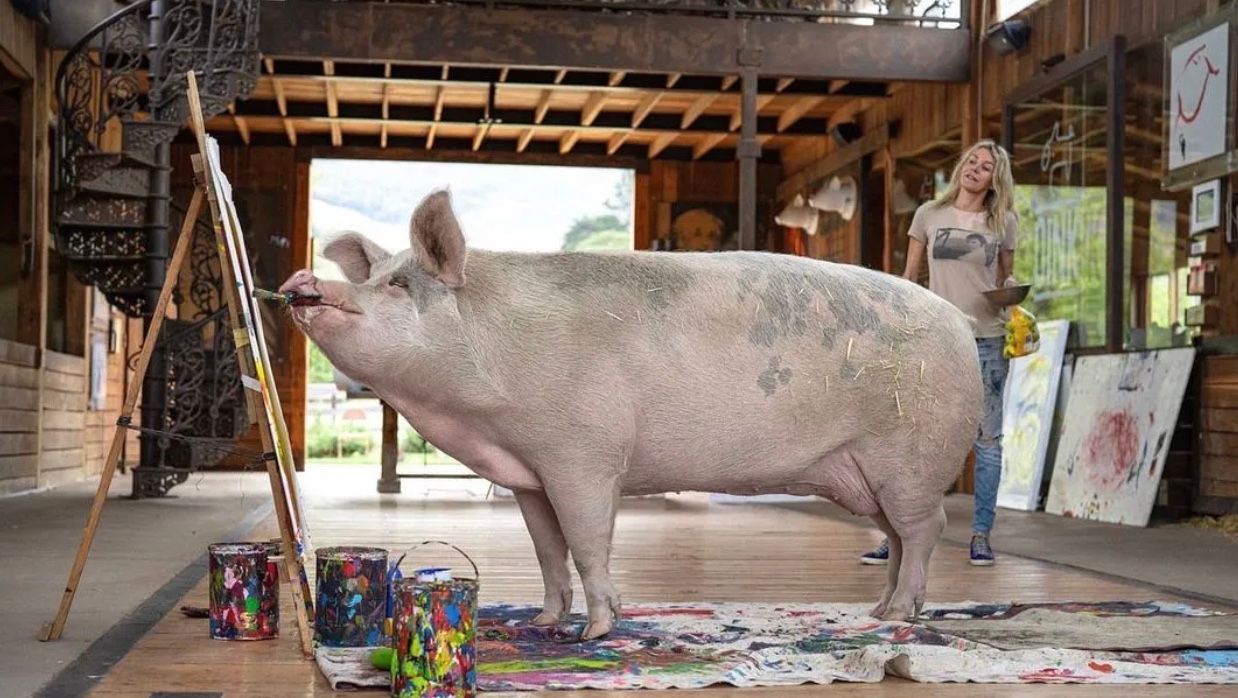 Свинья Пигкассо заработала более миллиона долларов, рисуя картины
