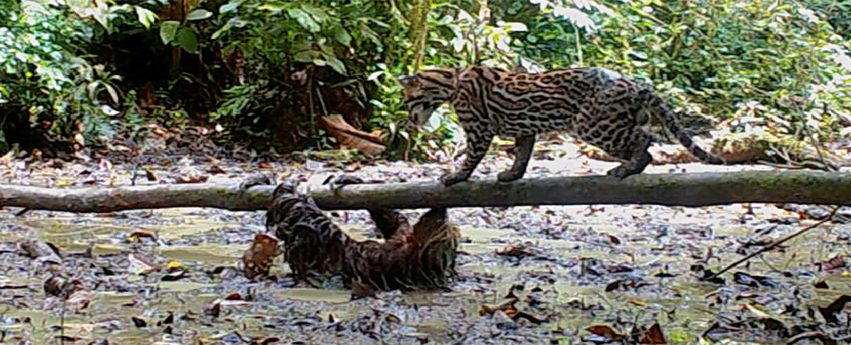 Оцелот и ленивец вступили в противостояние Оцелот и ленивец вступили в противостояние