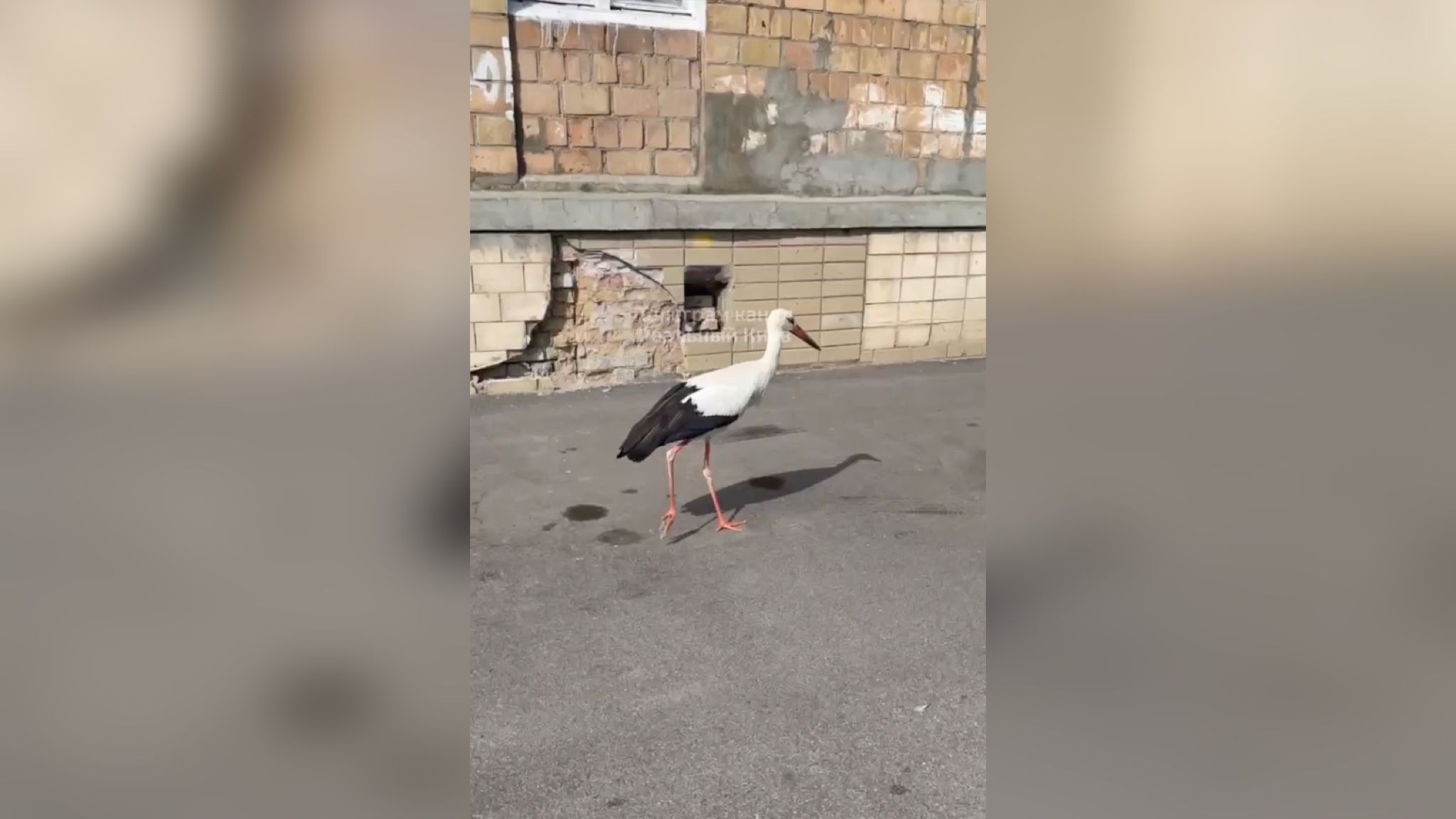 Вулицями Києва розгулював лелека Вулицями Києва розгулював лелека