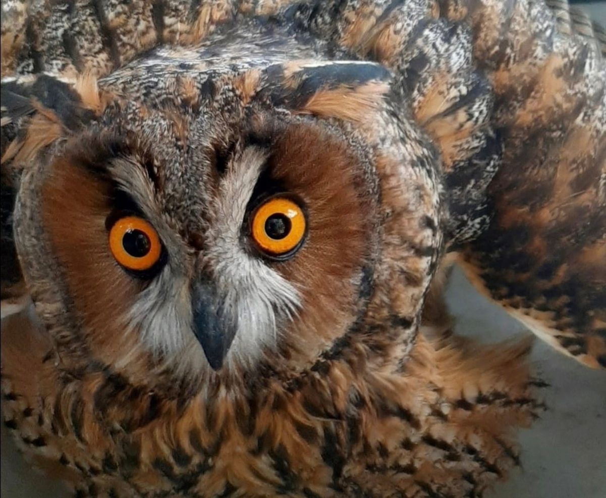 На свободу выпустили птенцов ушастой совы, которых спасли пехотинцы На свободу выпустили птенцов ушастой совы, которых спасли пехотинцы