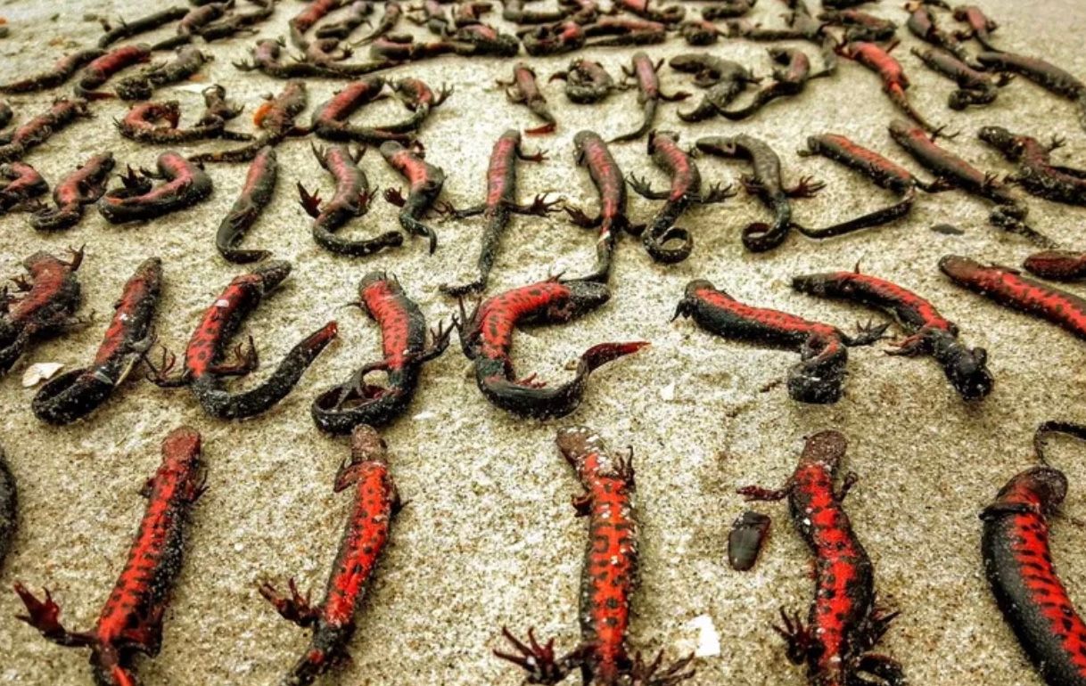 Одесский зоопарк отпустил на свободу всех животных из Херсона, кроме тритонов Одесский зоопарк отпустил на свободу всех животных из Херсона, кроме тритонов