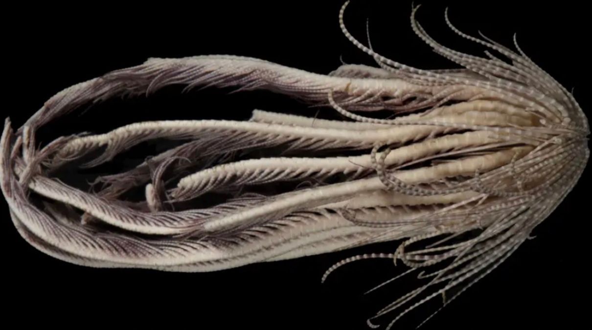 Ученые нашли уникальное морское существо с 20 "руками"