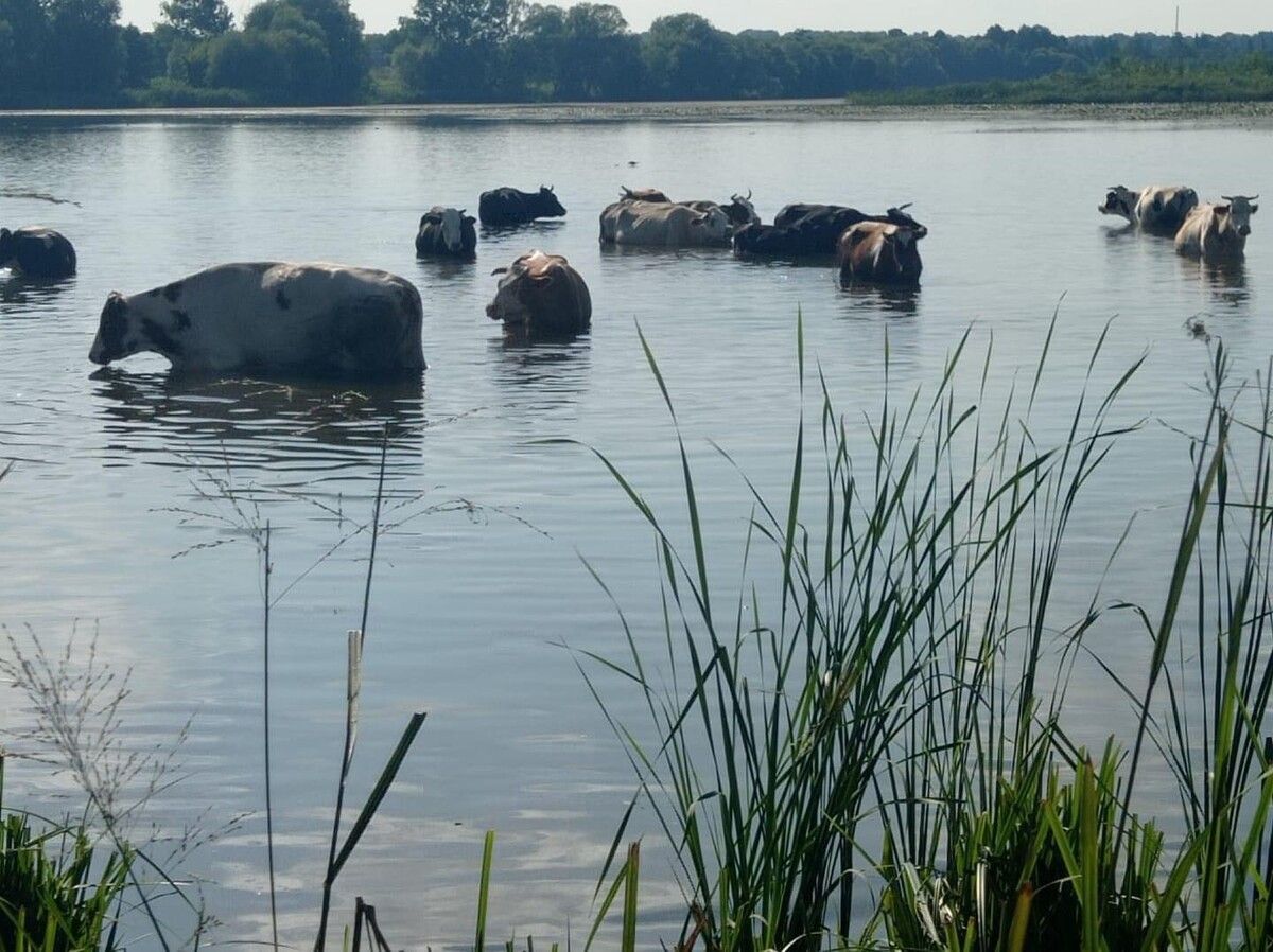 Украинцы показали коров, которые в жару принимают водные процедуры