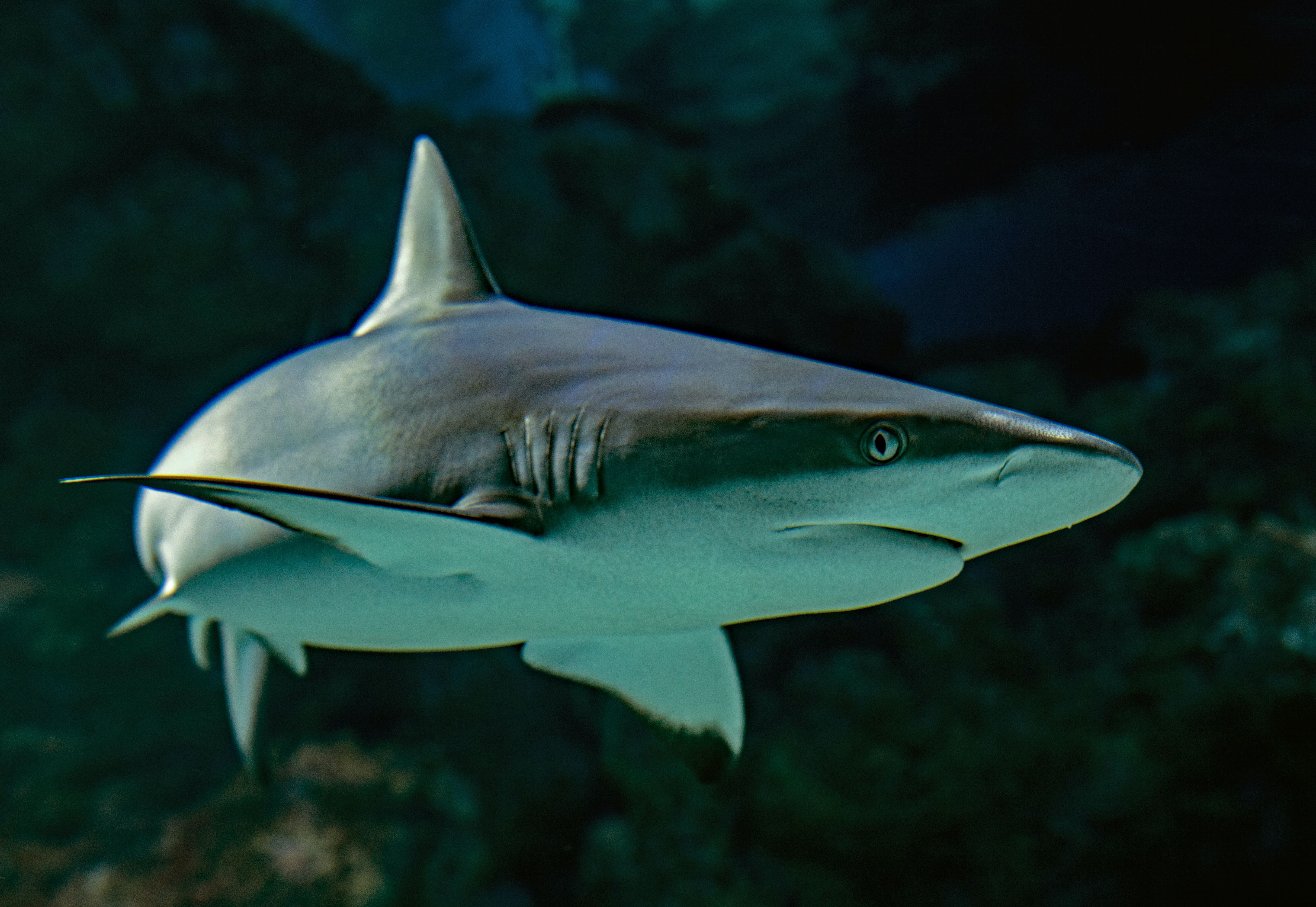 Выявлен новый вид акулы, у которой подозрительно похожи на человеческие зубы