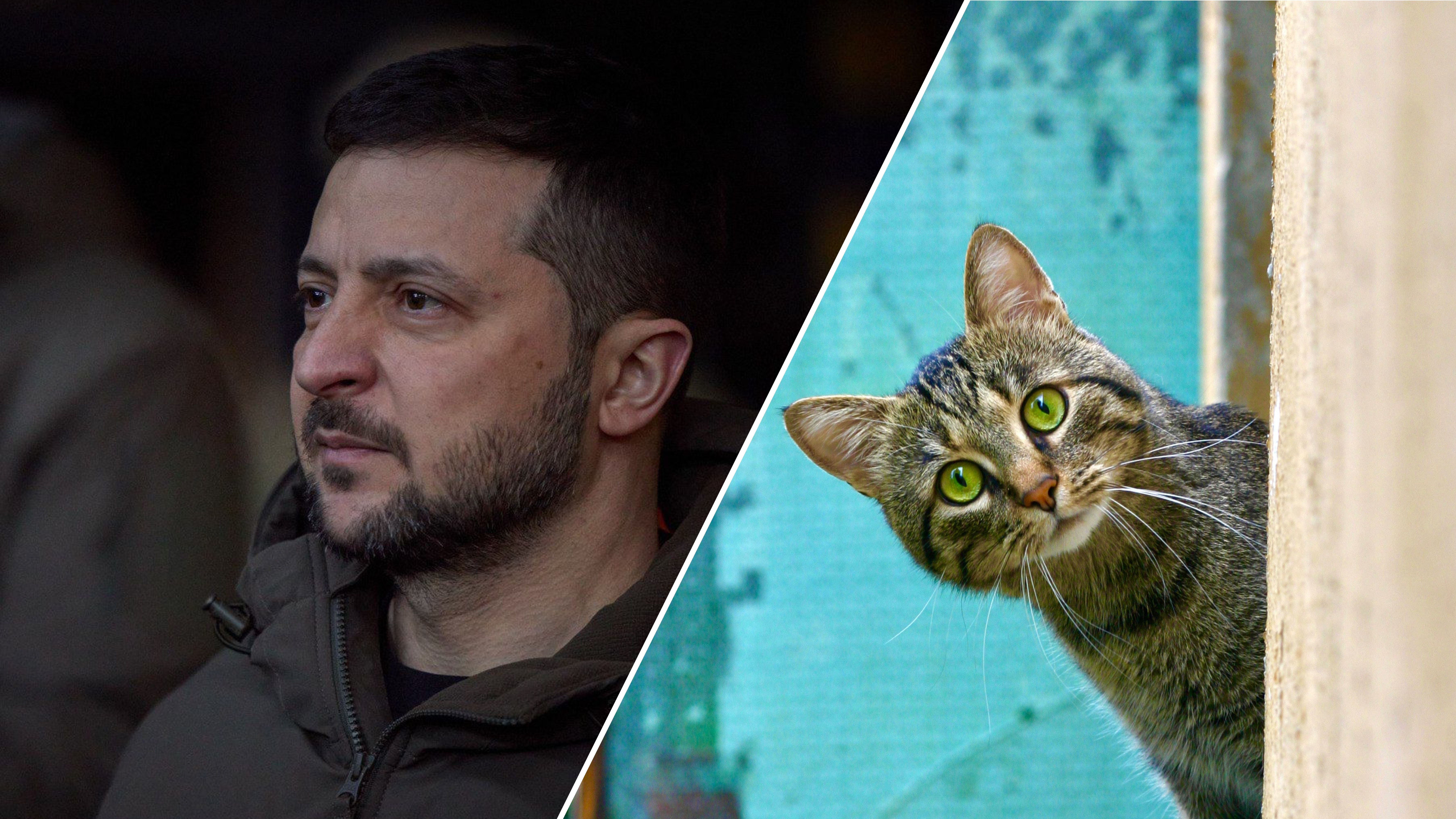 Кіт на передовій повеселив Зеленського і військових Кіт на передовій повеселив Зеленського і військових