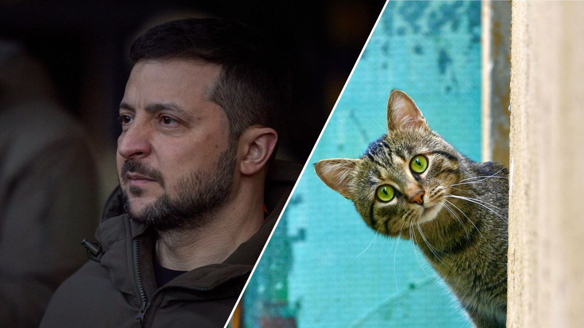 Кот порадовал Зеленского и военных на передовой - Pets