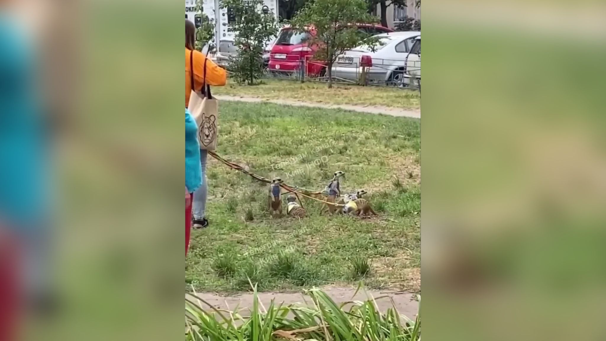 Женщина гуляет по Оболони с африканскими экзотическими животными Женщина гуляет по Оболони с африканскими экзотическими животными