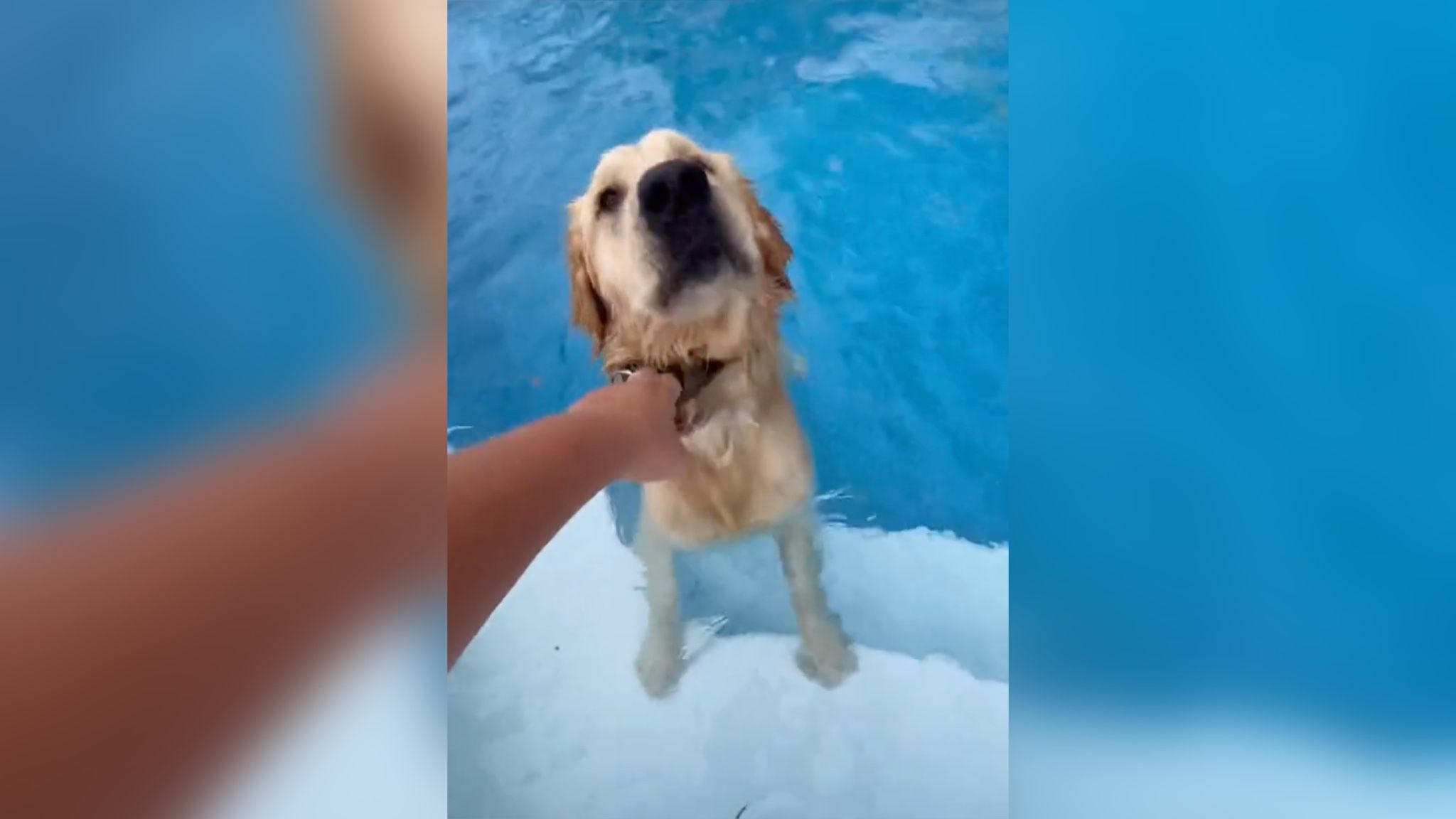 Песик таємно пробирається в сусідський басейн, щоб поплавати Песик таємно пробирається в сусідський басейн, щоб поплавати