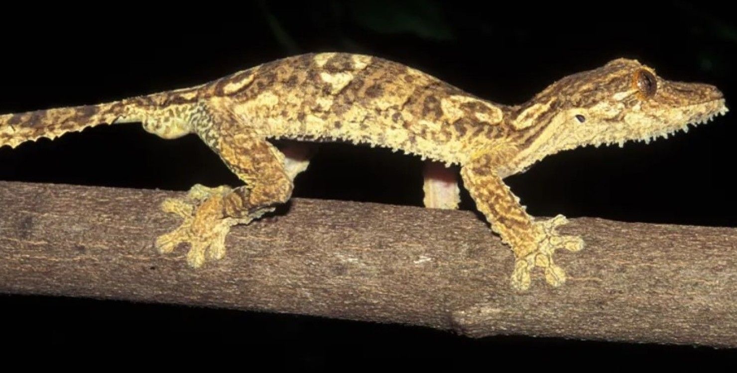 Листохвостый геккон Листохвостый геккон