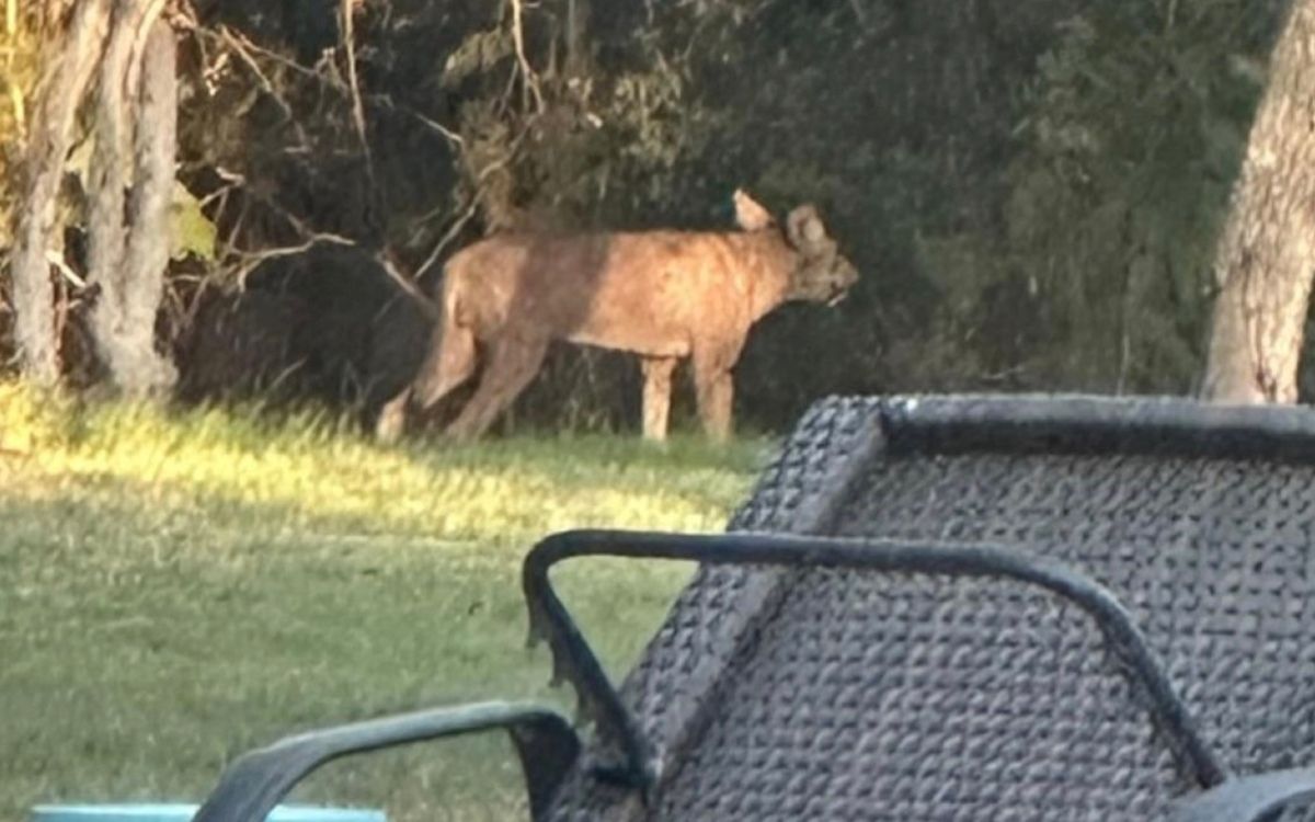 Американка побачила з вікна будинку дуже дивну тварину Американка побачила з вікна будинку дуже дивну тварину
