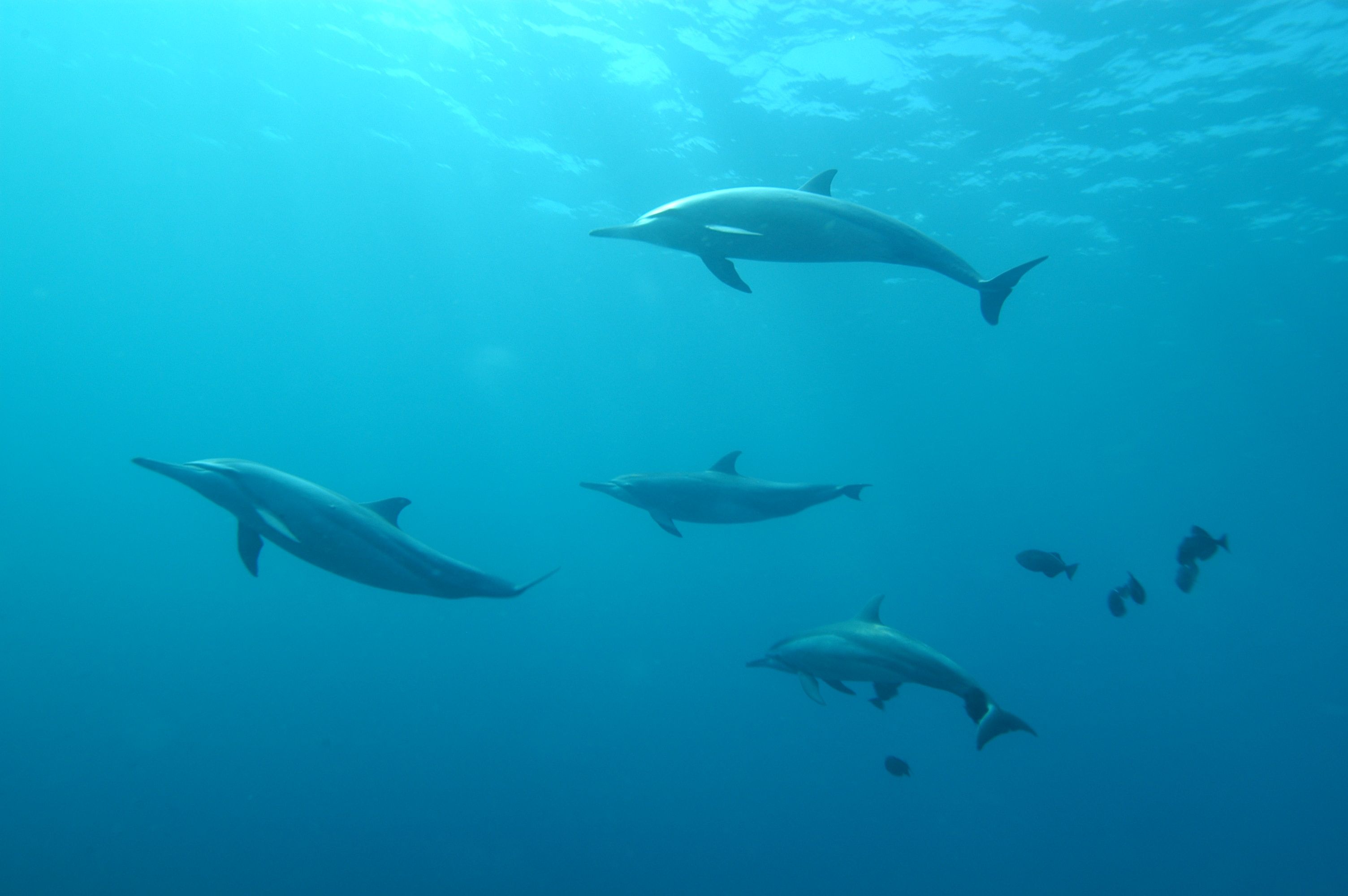В Черном море погибли около тысячи дельфинов