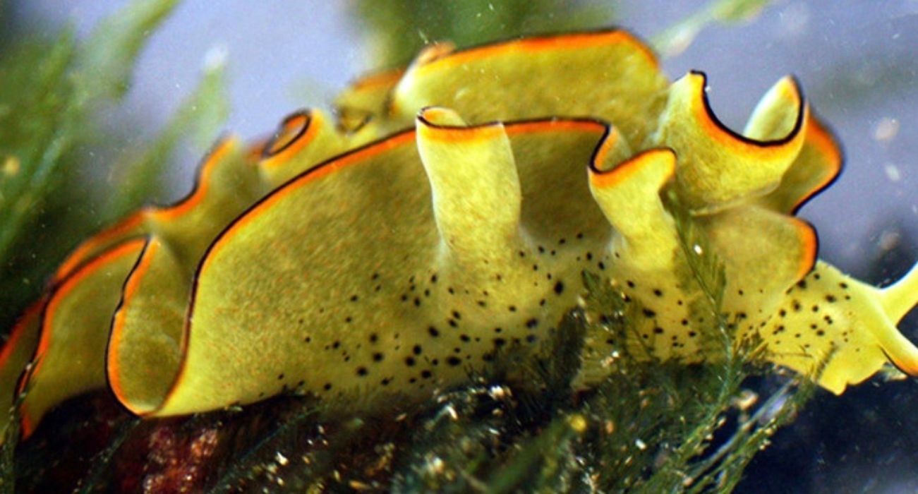 Elysia azorica Elysia azorica