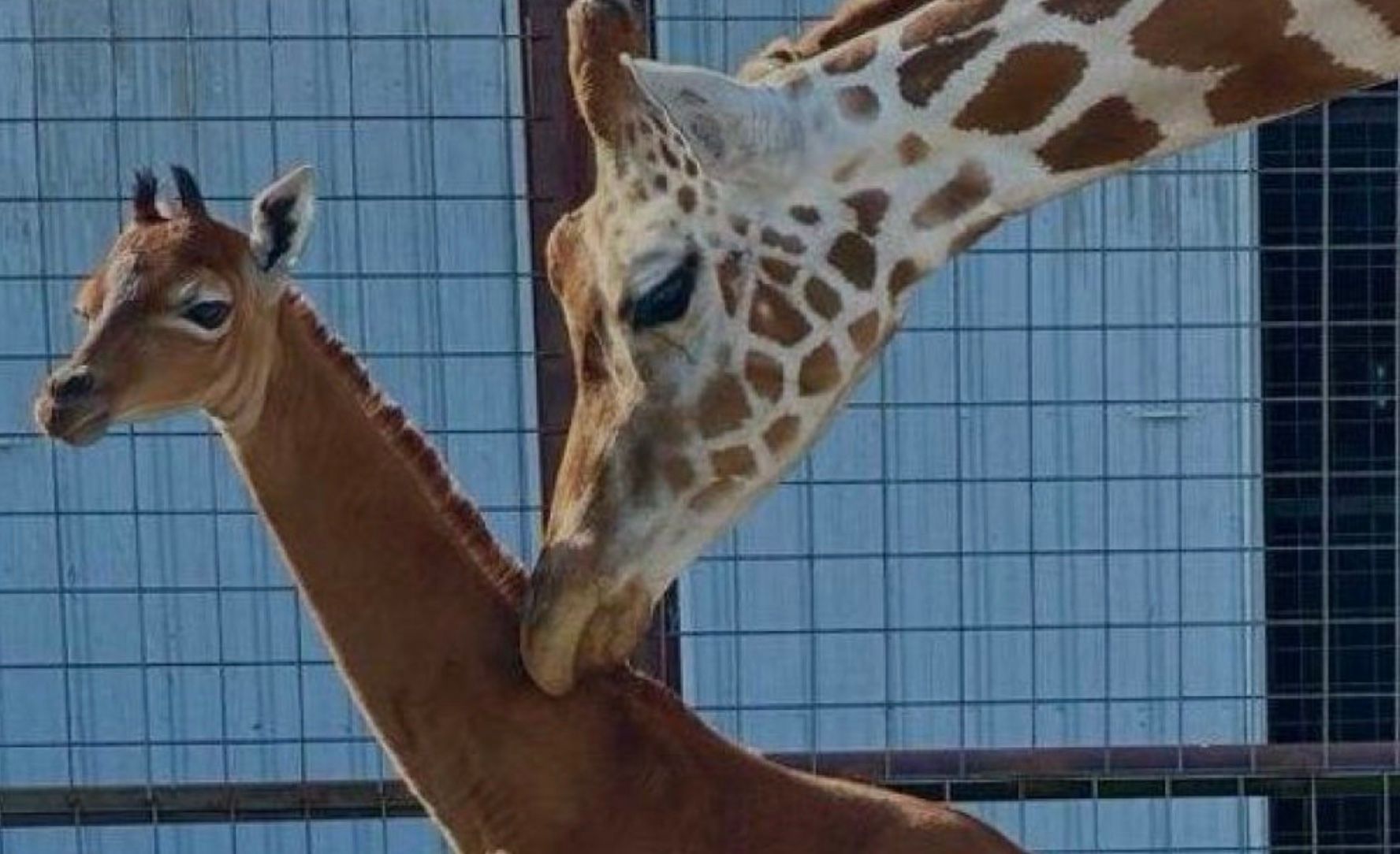 В зоопарке США родился жираф без пятен