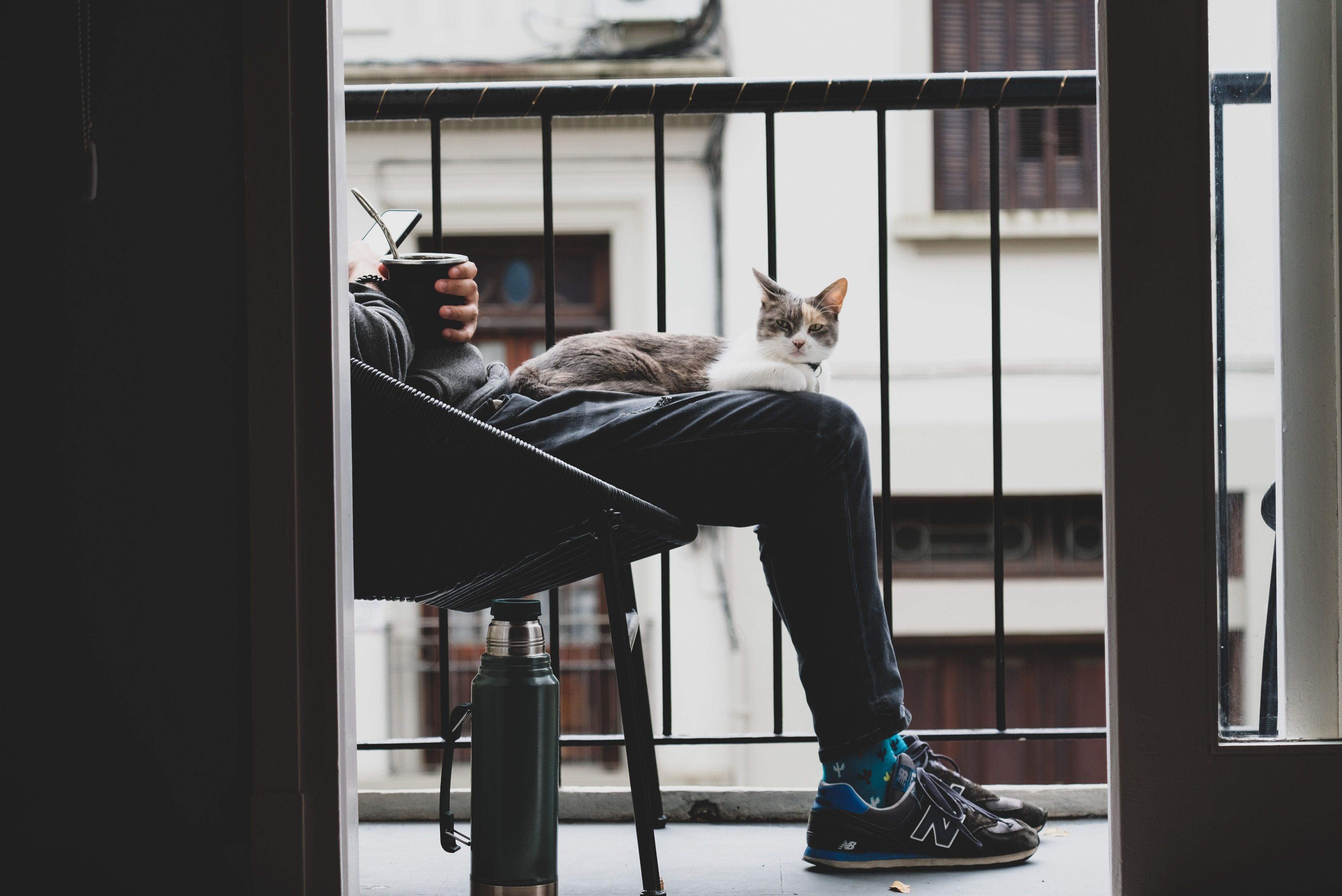 Чому коти труться об ноги людини - причини - Pets Чому коти труться об ноги людини - причини - Pets
