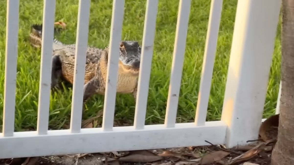 В американця біля будинку поселилася сім'я алігаторів В американця біля будинку поселилася сім'я алігаторів