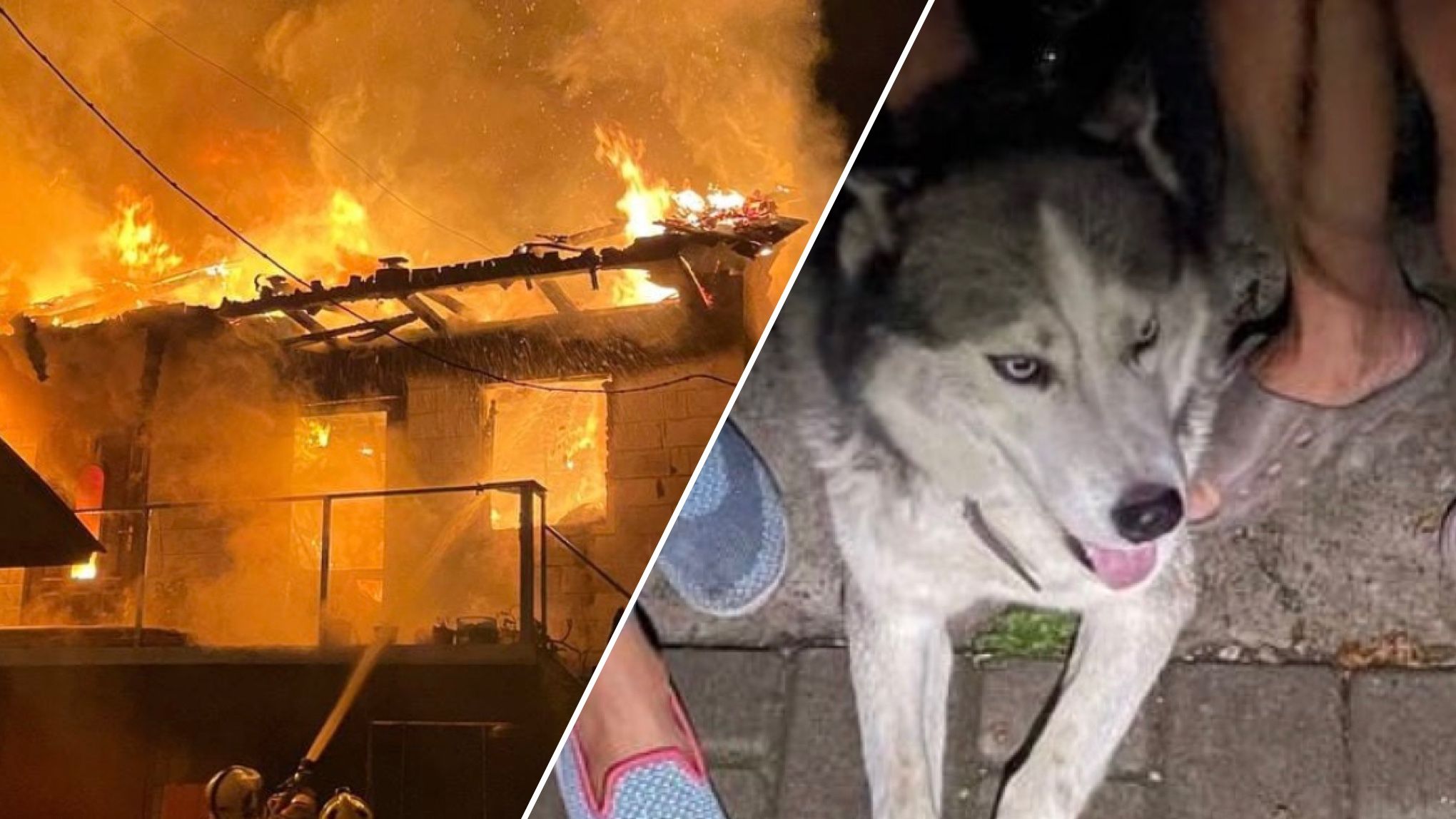 У Рівному собака врятував господарів під час пожежі