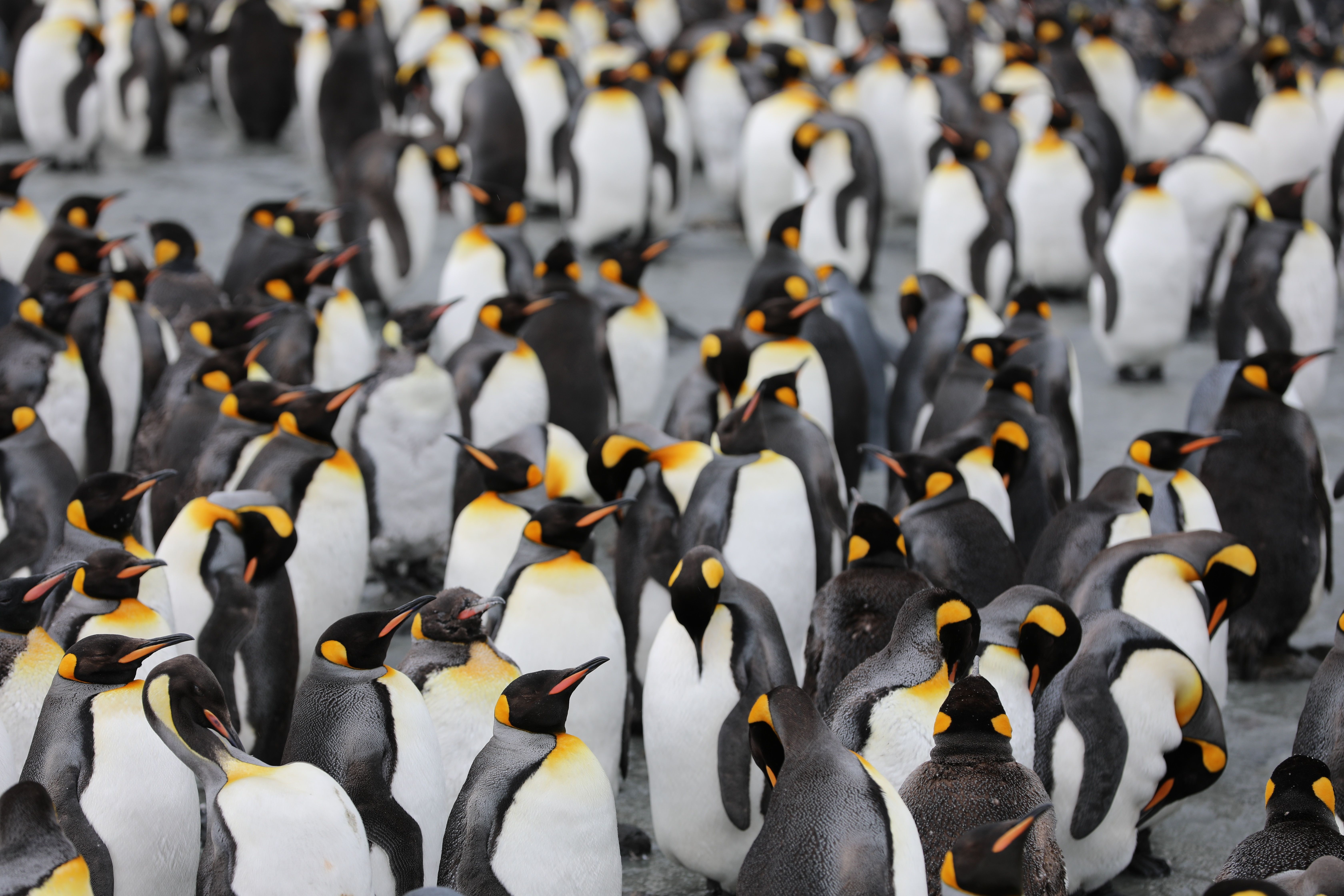 Из-за потепления в Антарктиде погибли почти 10 тысяч пингвинят