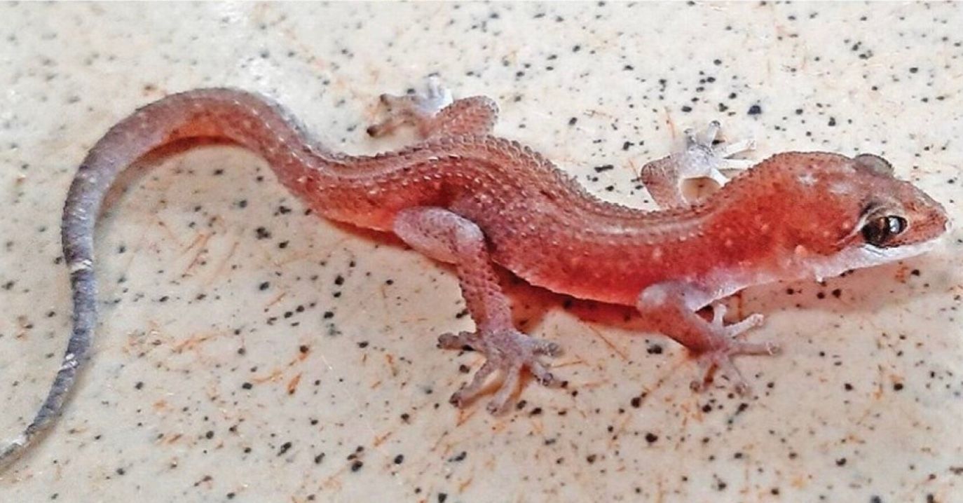 Лиственный геккон Фулбрайта Лиственный геккон Фулбрайта