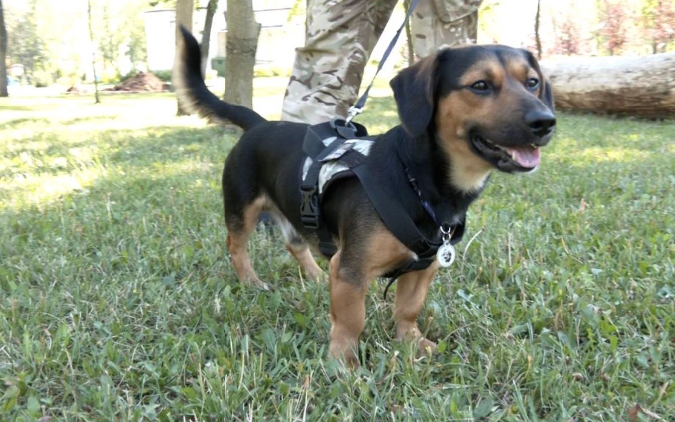 Собака Рем, которую спасли в Донецкой области